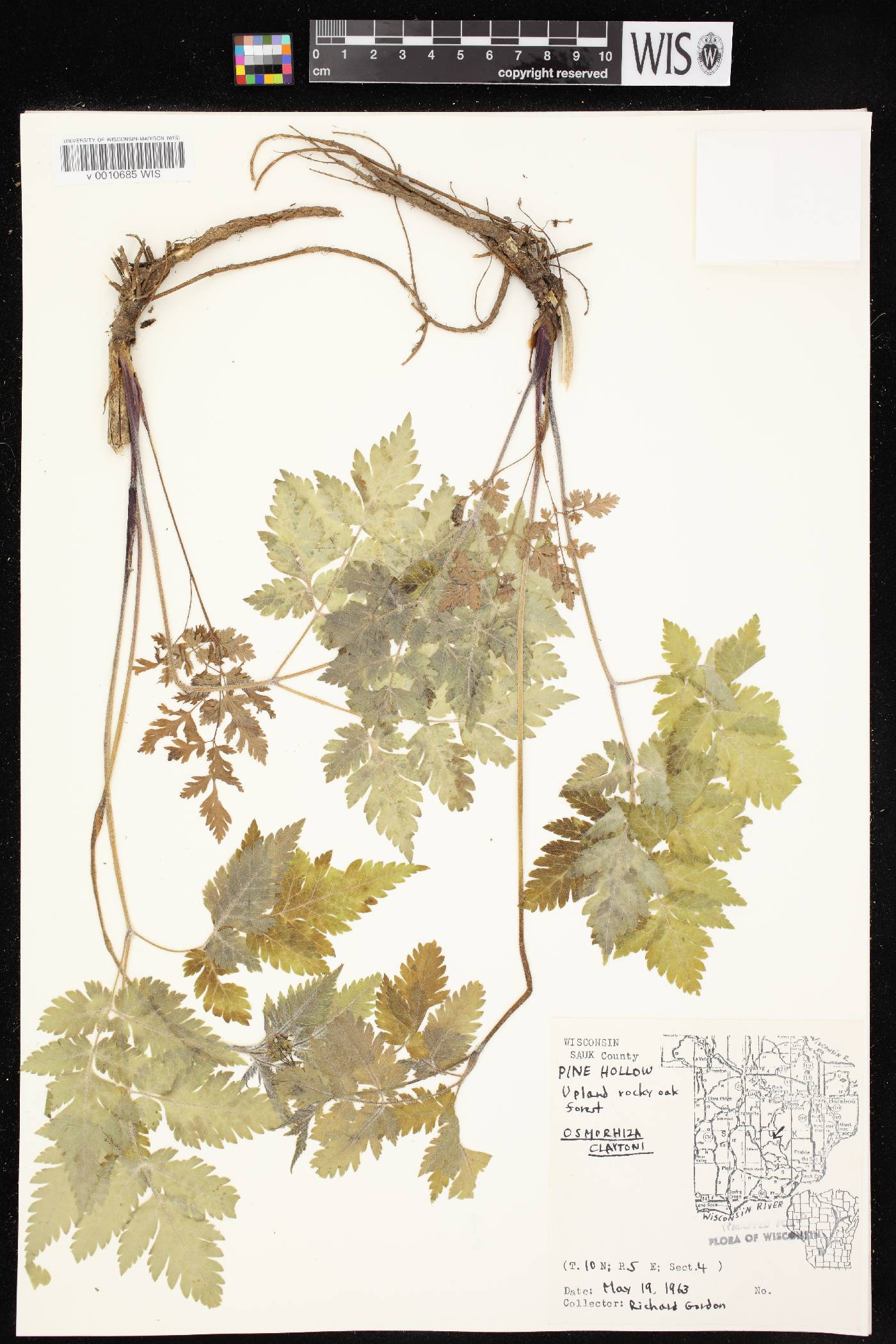 Osmorhiza claytonii image