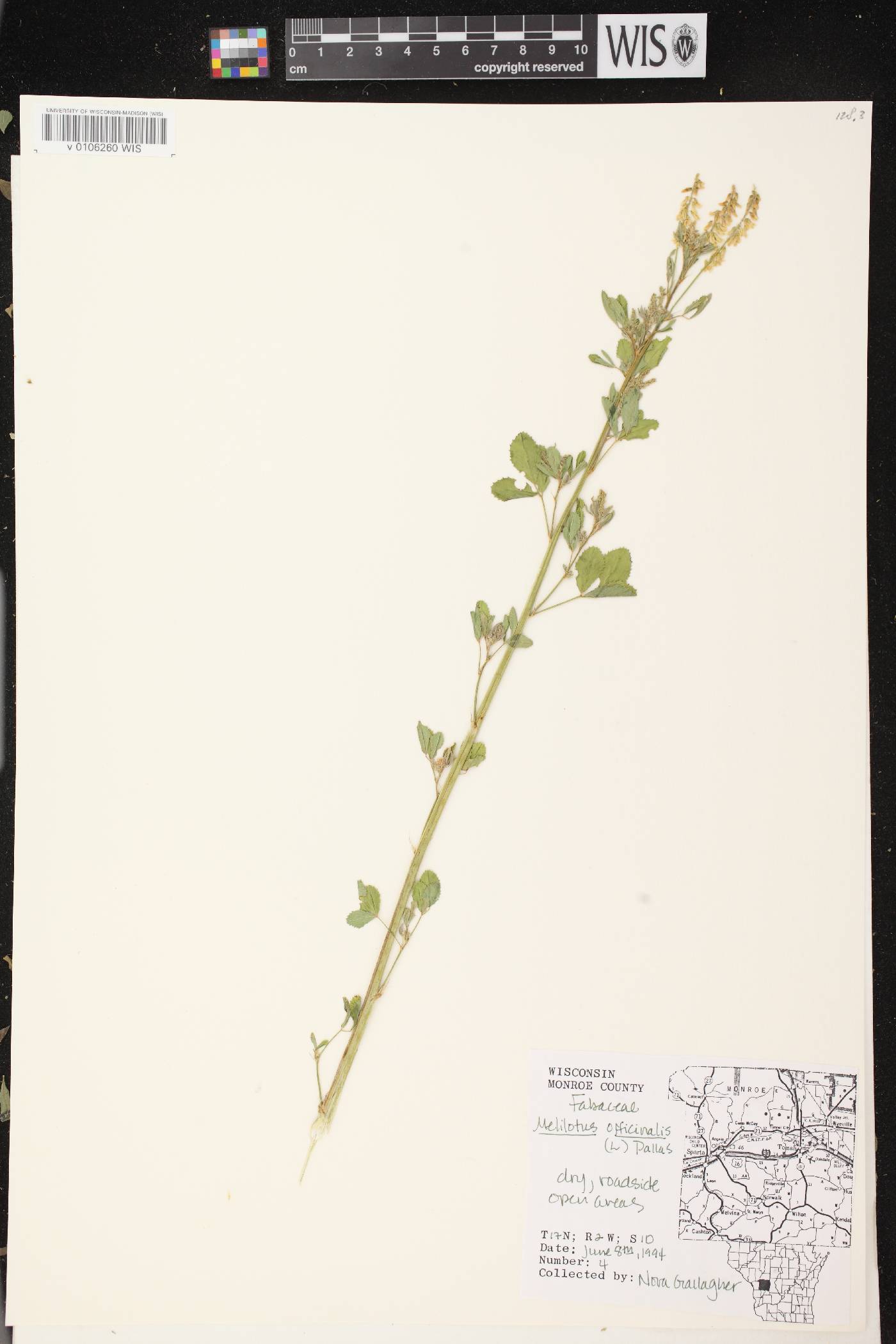 Melilotus officinalis image