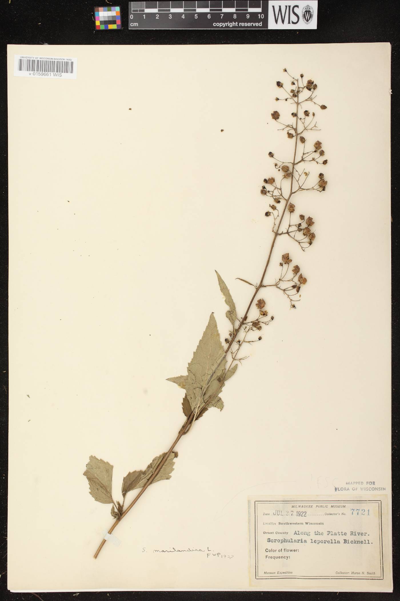 Scrophularia marilandica image
