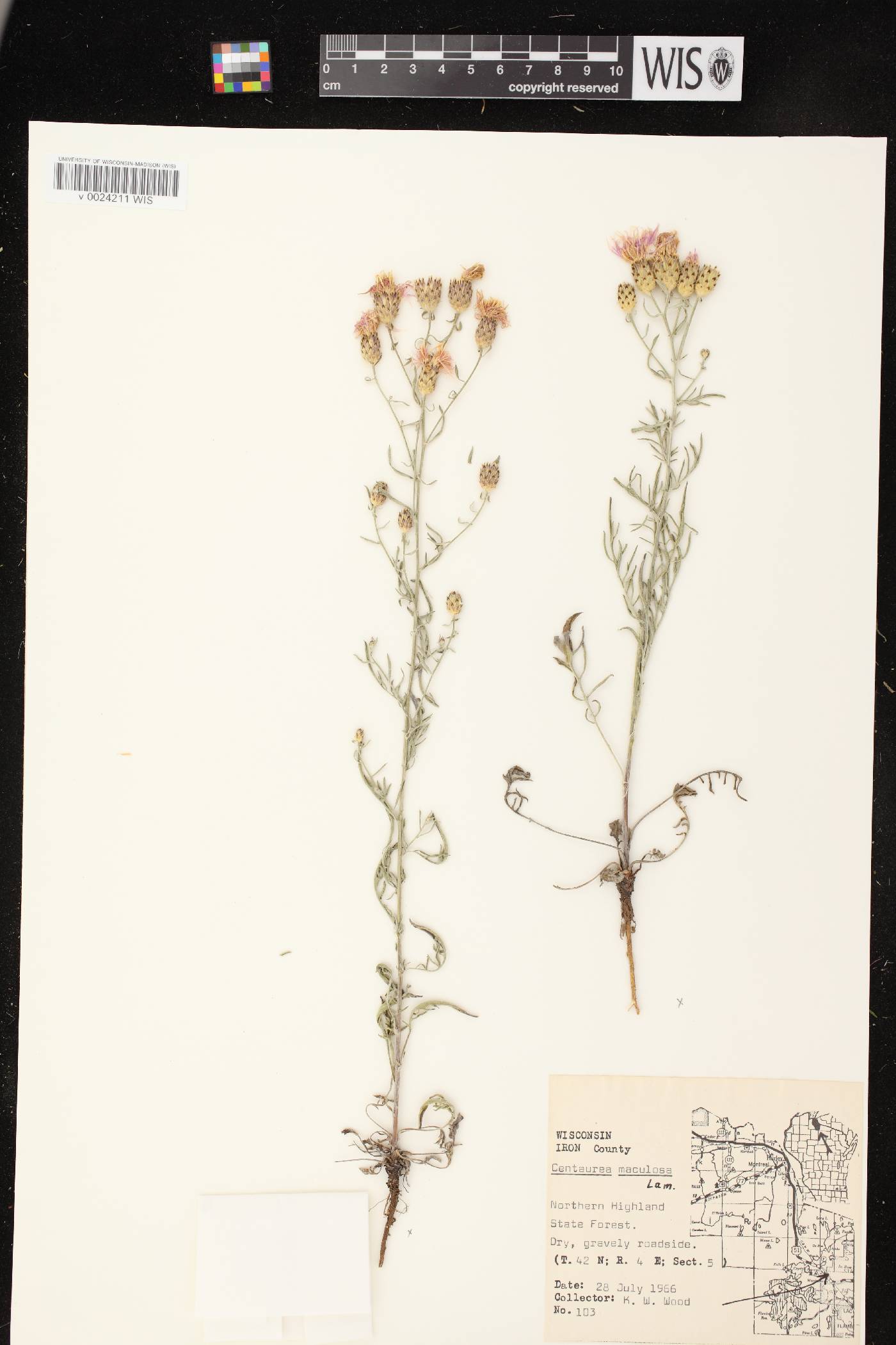 Centaurea stoebe subsp. micranthos image