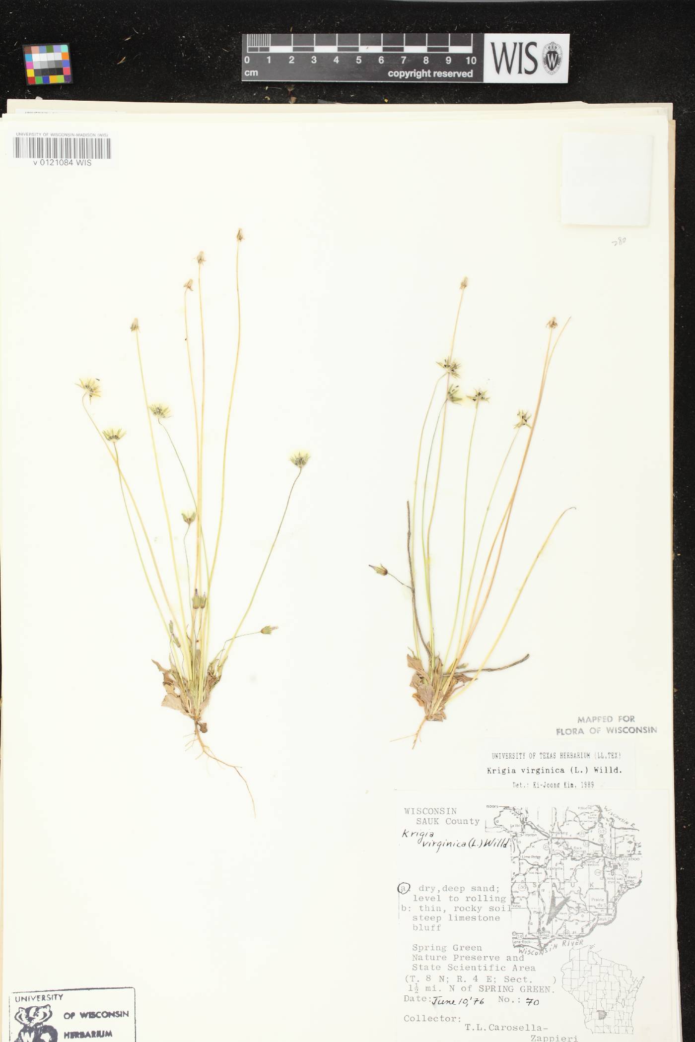 Krigia virginica image