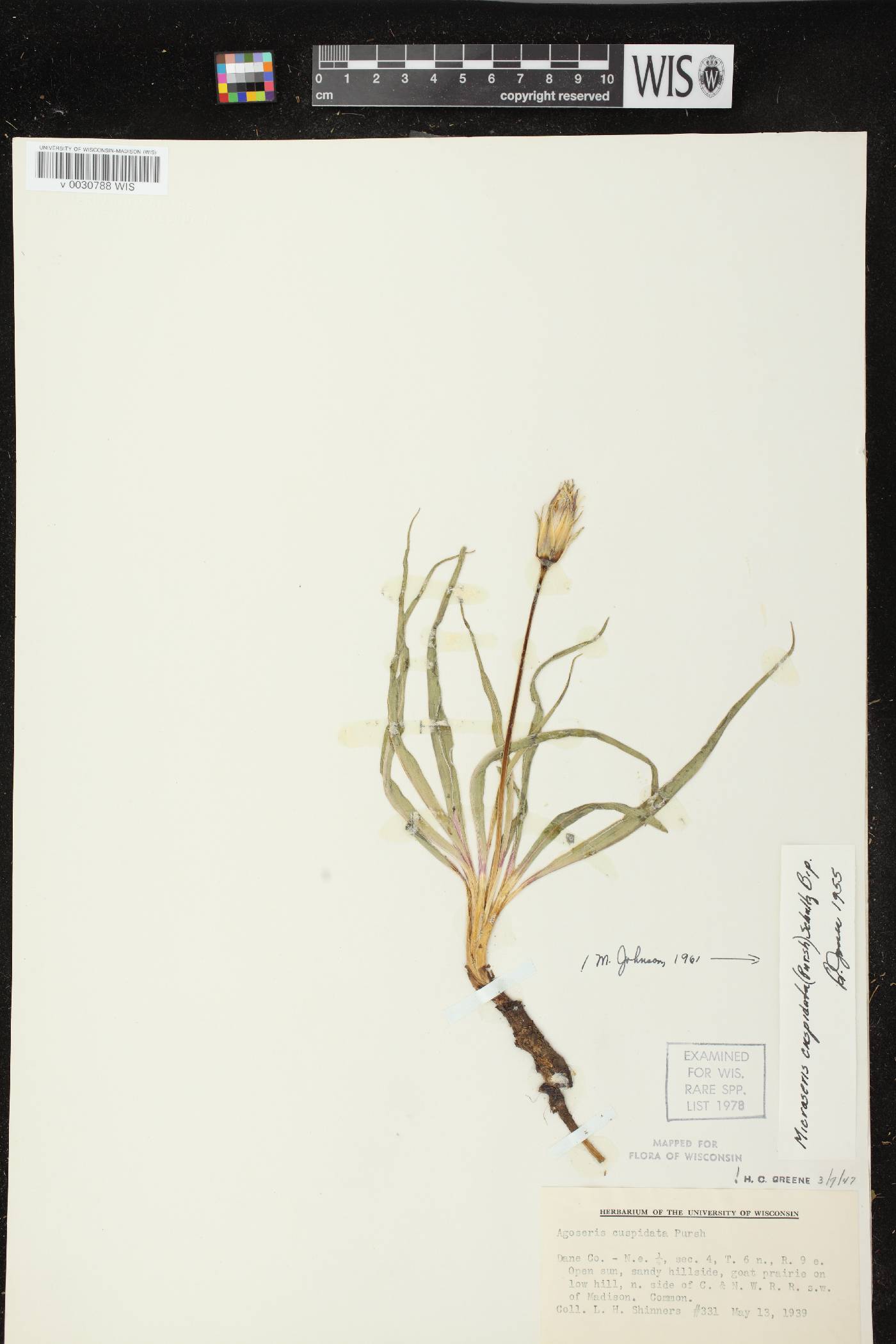 Nothocalais cuspidata image