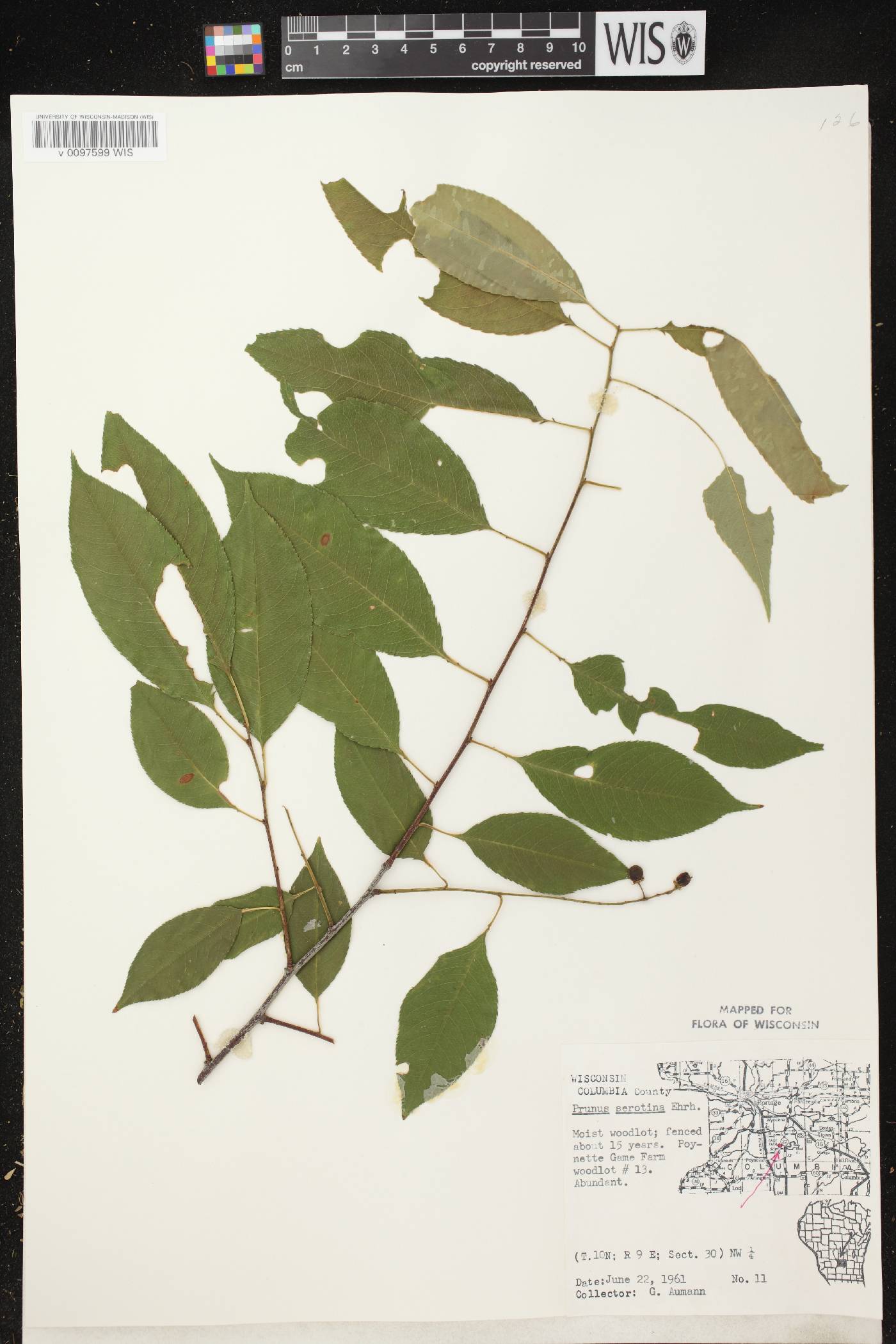 Prunus serotina var. serotina image