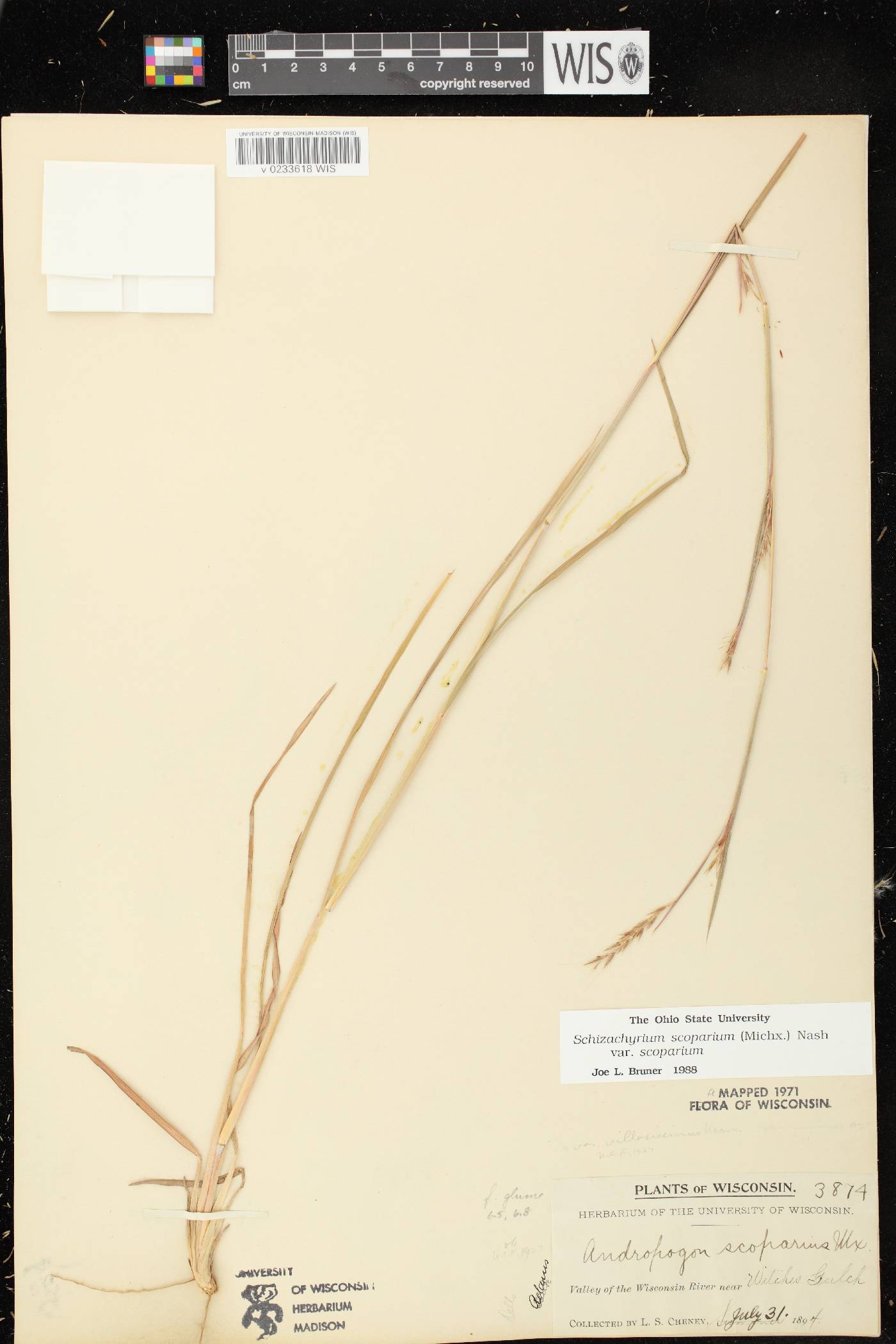 Schizachyrium scoparium var. scoparium image