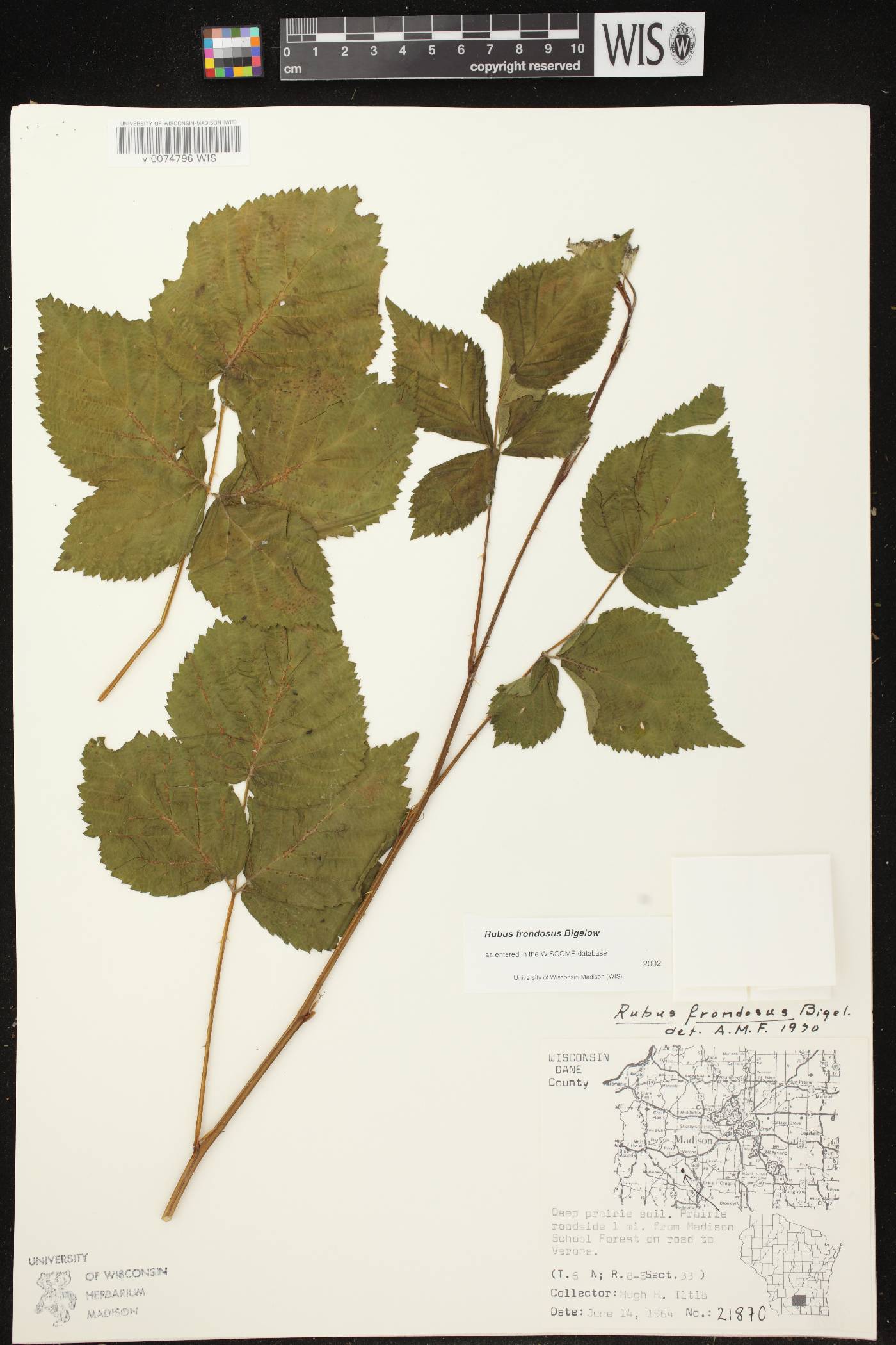 Rubus pensilvanicus image