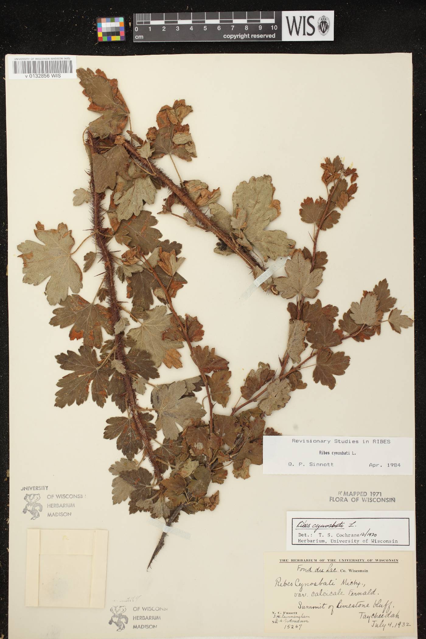 Ribes cynosbati image