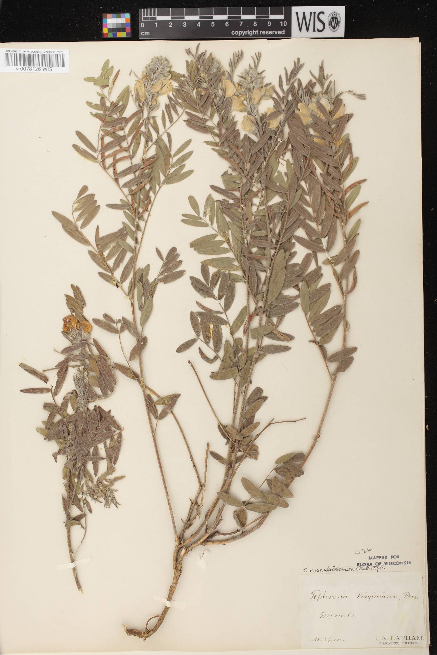 Tephrosia virginiana image