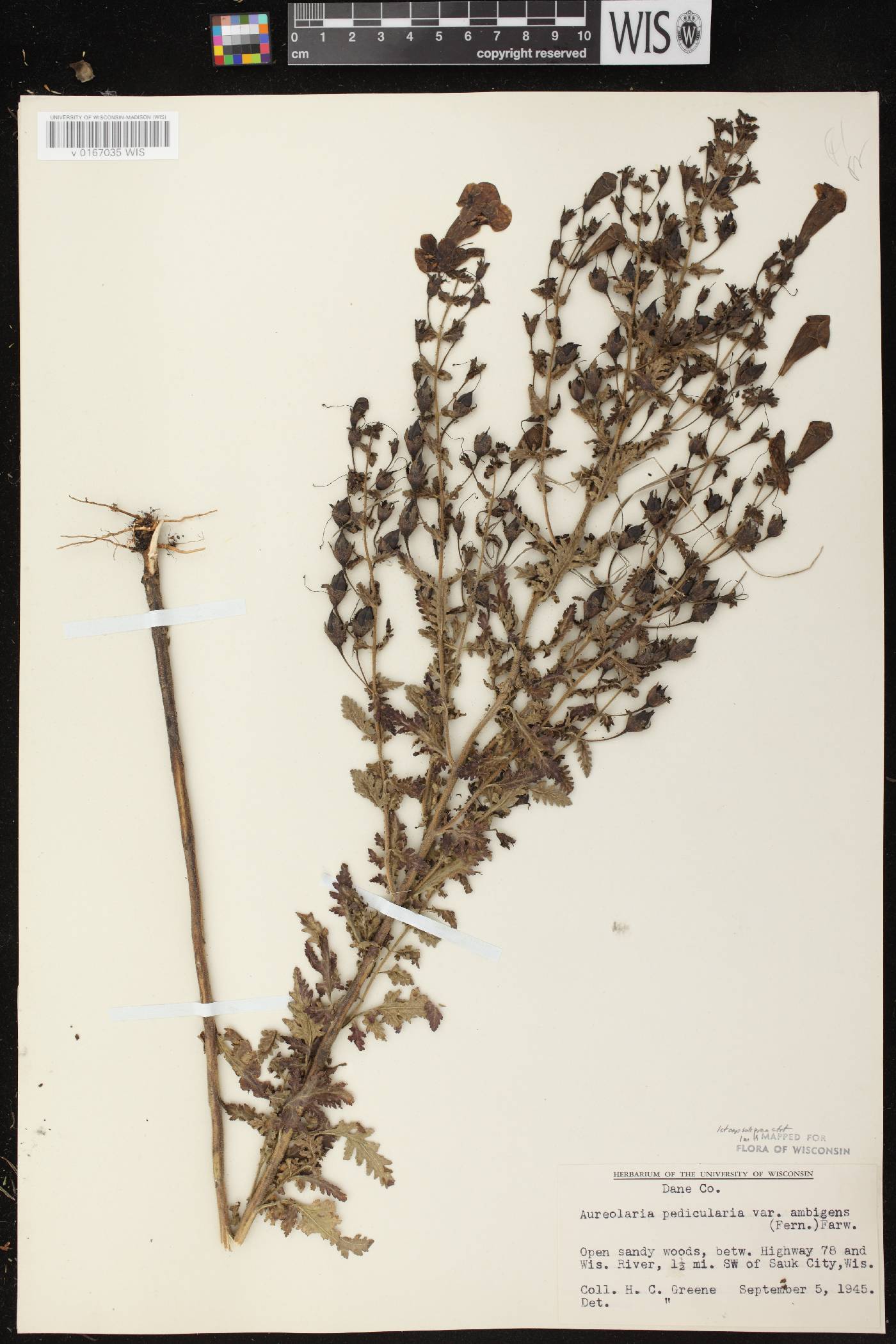 Aureolaria pedicularia image