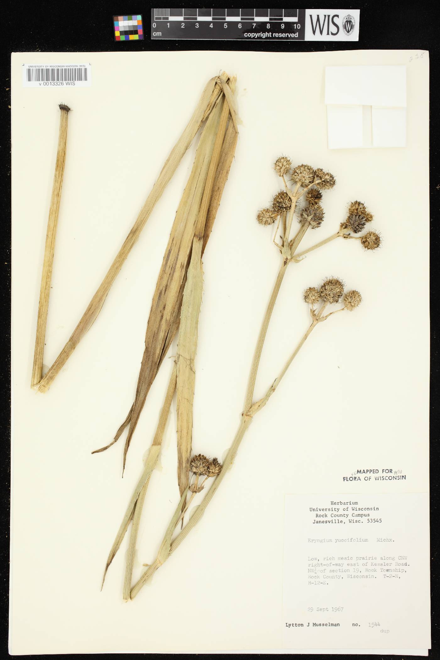 Eryngium yuccifolium image