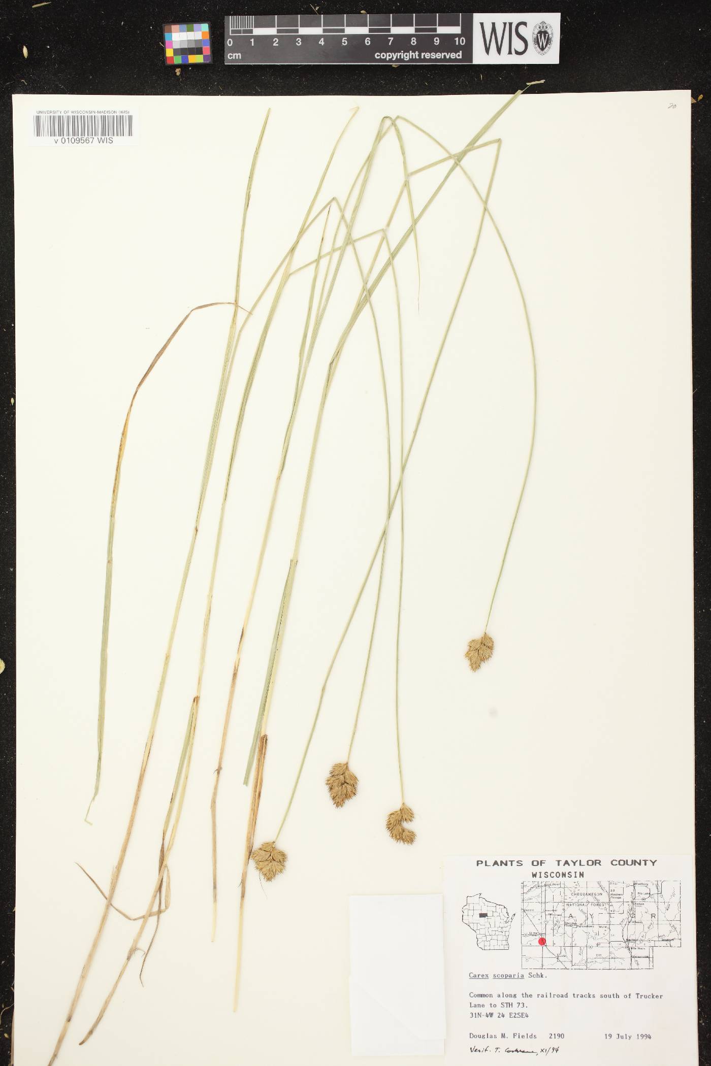 Carex scoparia var. scoparia image