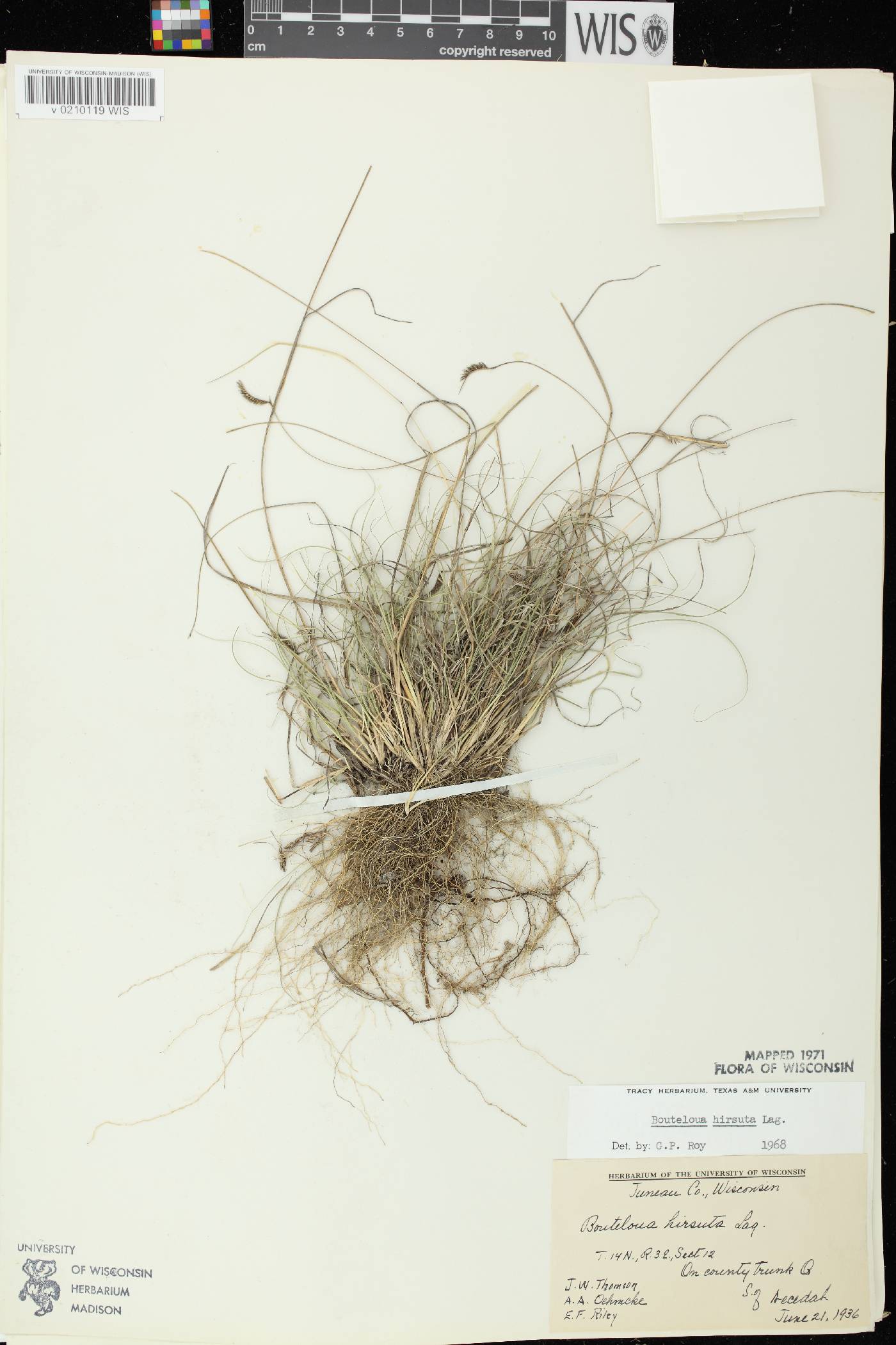 Bouteloua hirsuta subsp. hirsuta image