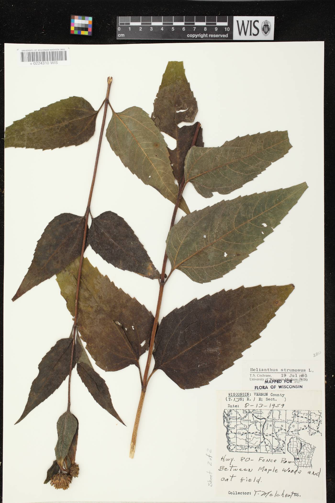 Helianthus strumosus image