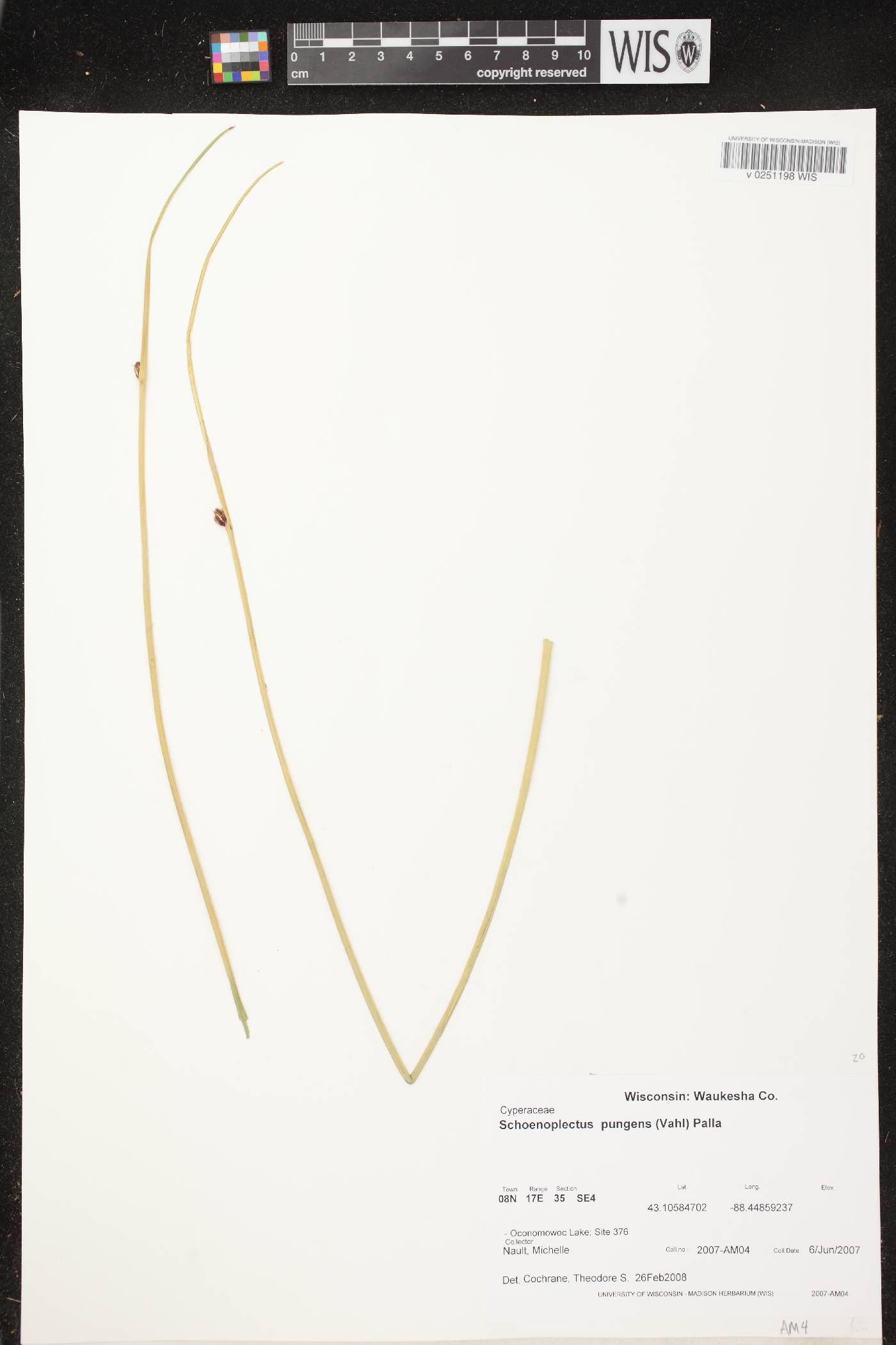 Schoenoplectus pungens image