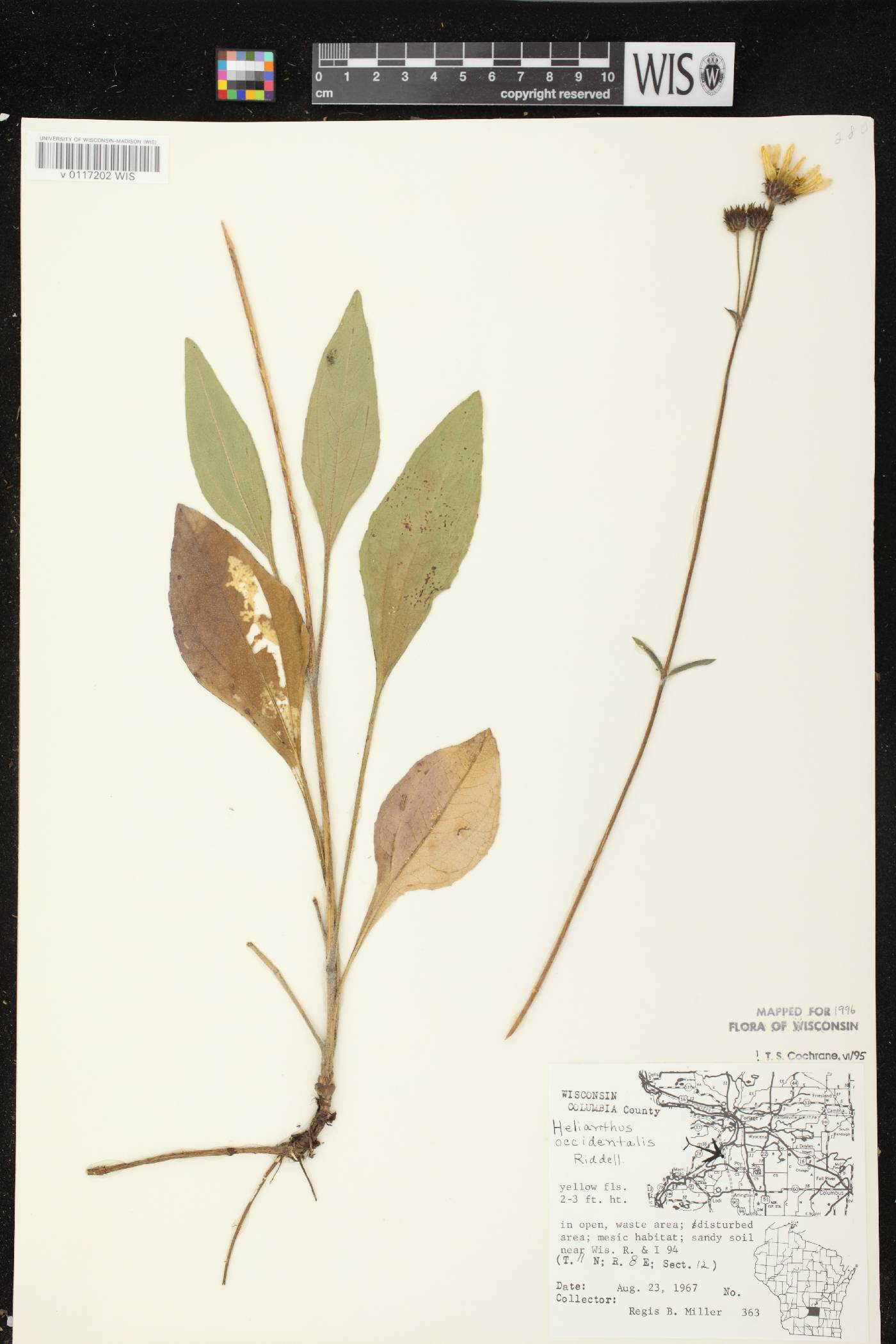 Helianthus occidentalis subsp. occidentalis image