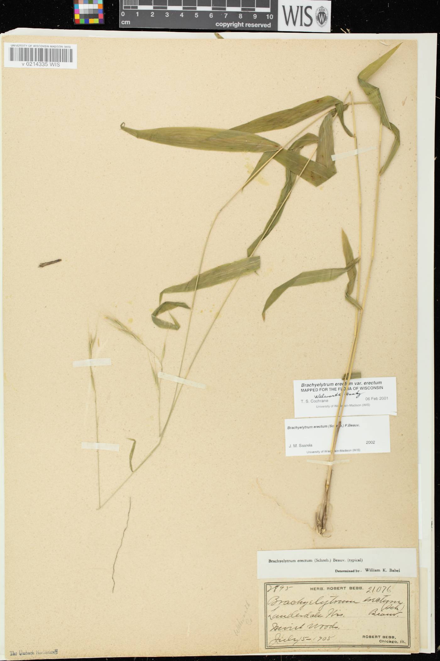 Brachyelytrum erectum image