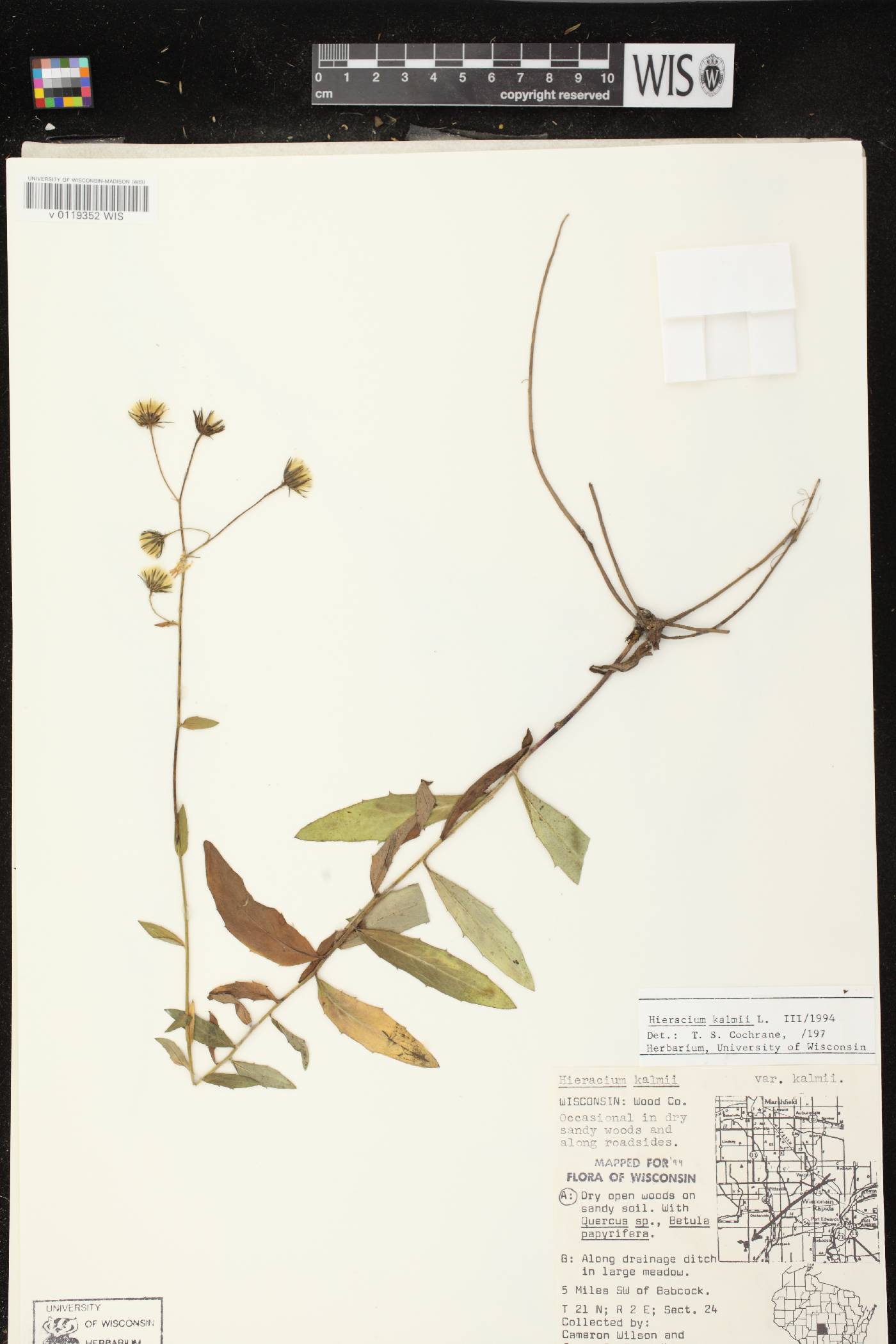 Hieracium umbellatum image