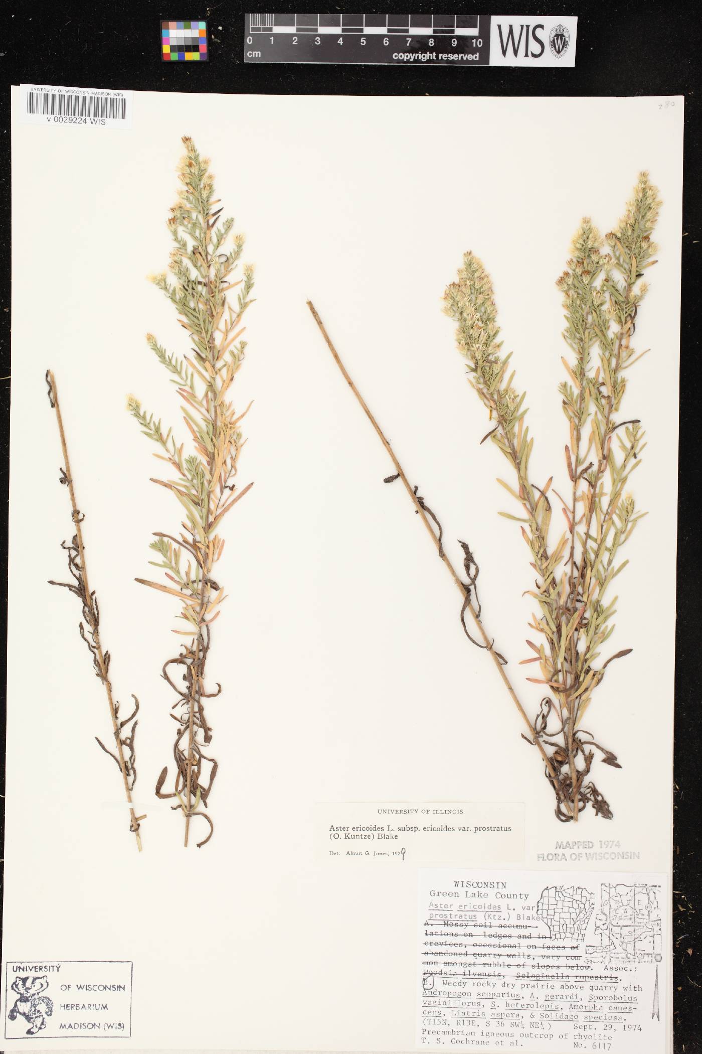 Symphyotrichum ericoides var. ericoides image