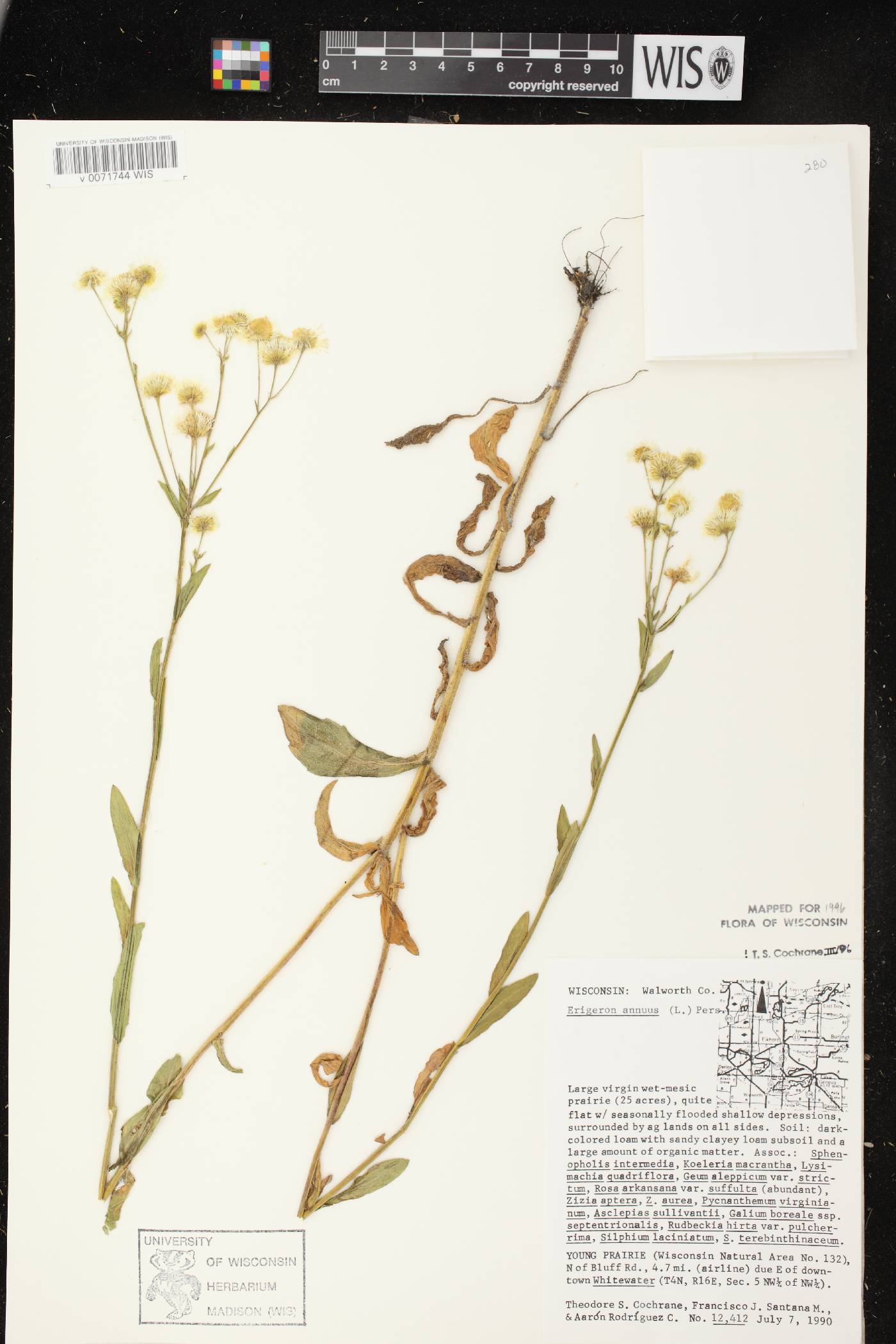 Erigeron annuus image