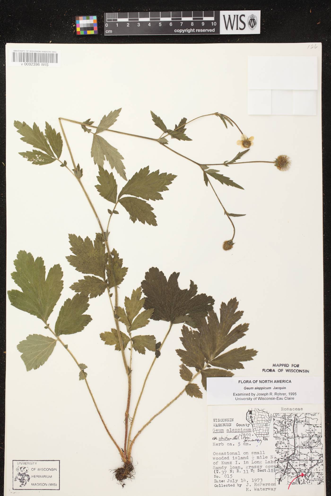 Geum aleppicum image