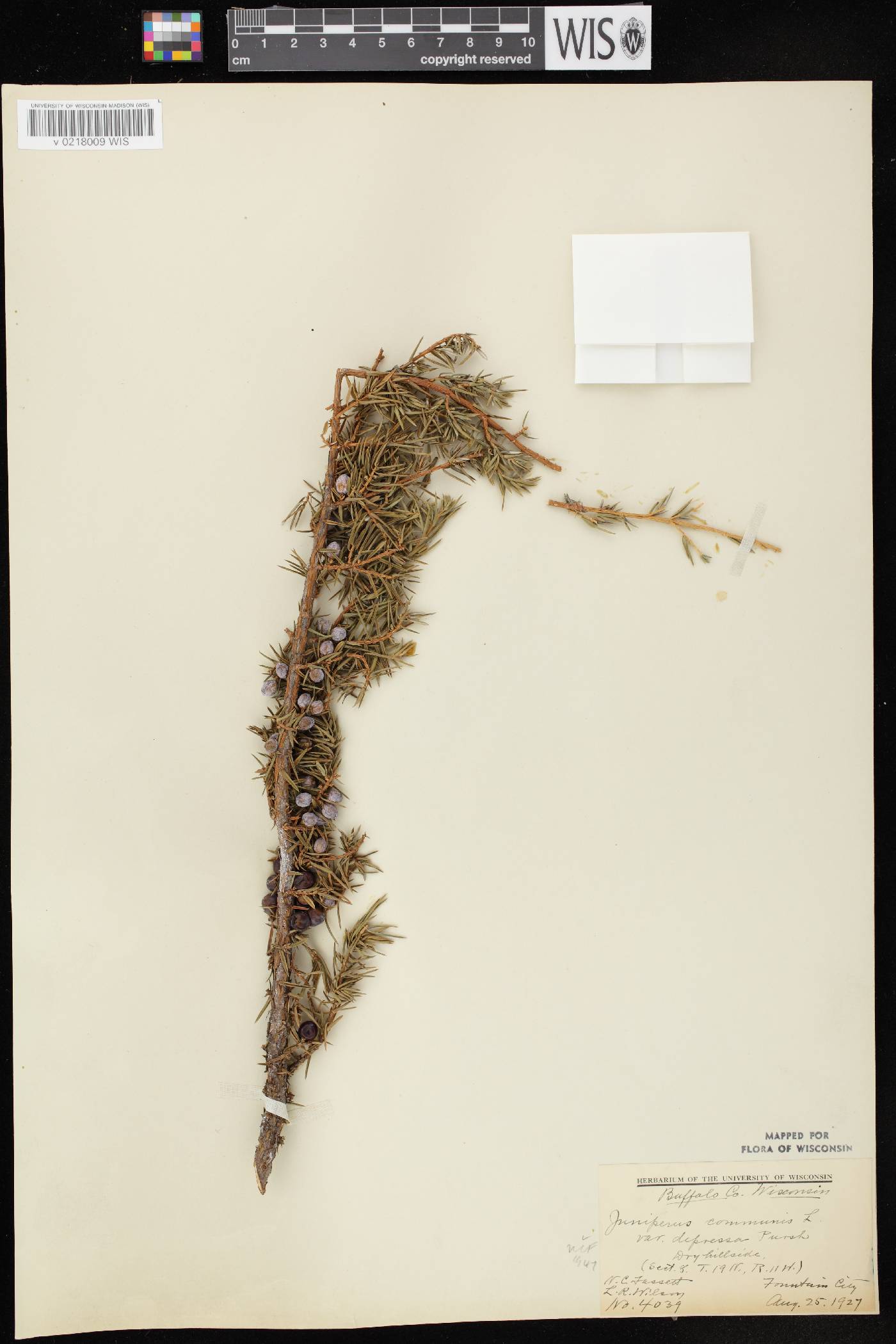 Juniperus communis image