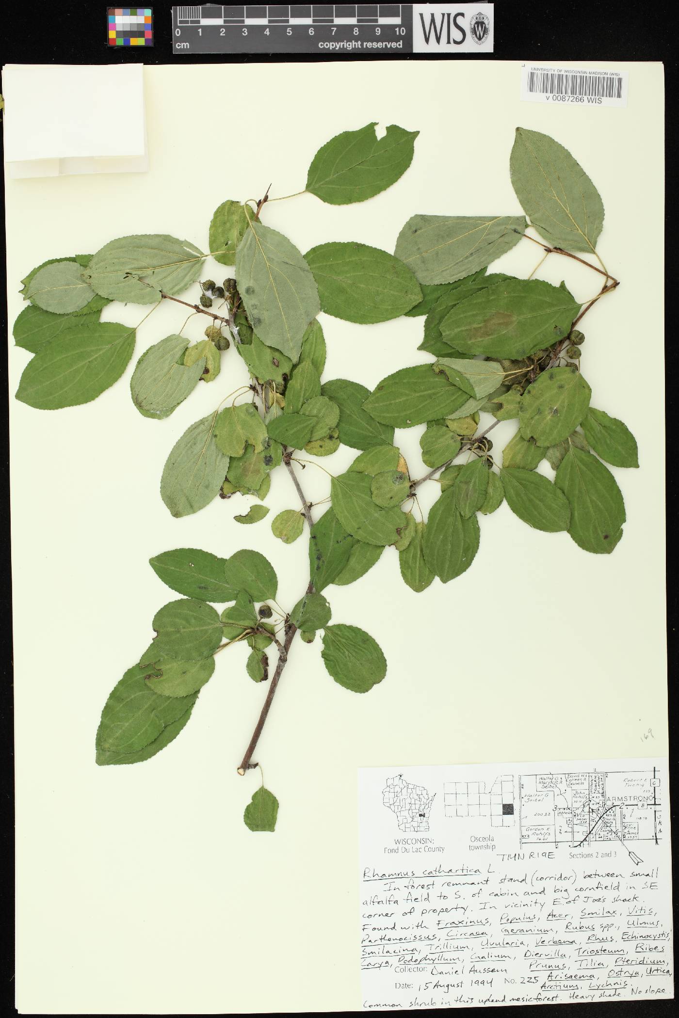 Rhamnus cathartica image