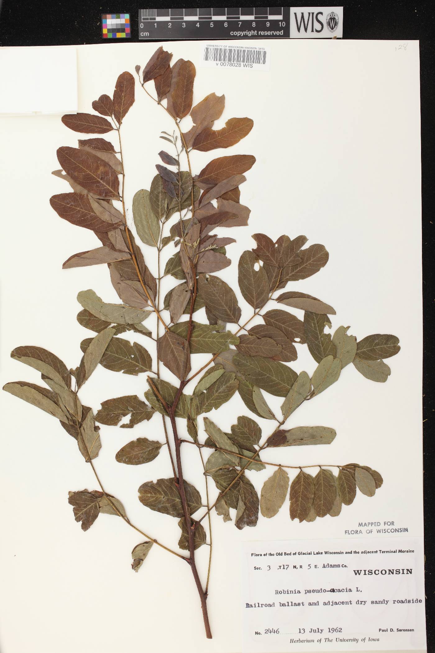 Robinia pseudoacacia image