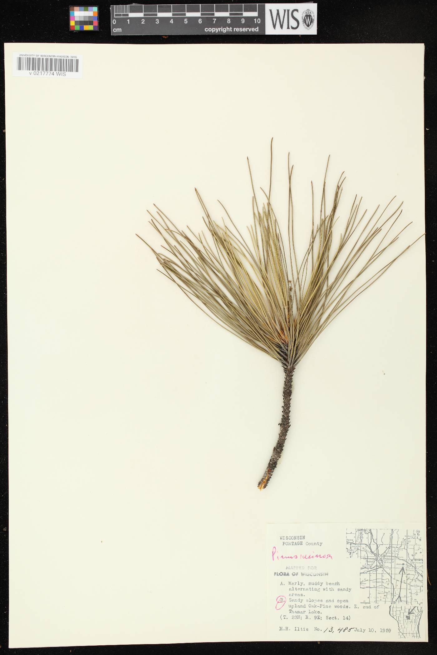 Pinus resinosa image