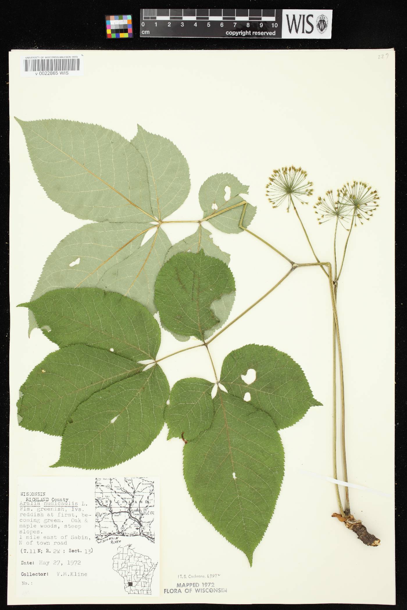 Aralia nudicaulis image