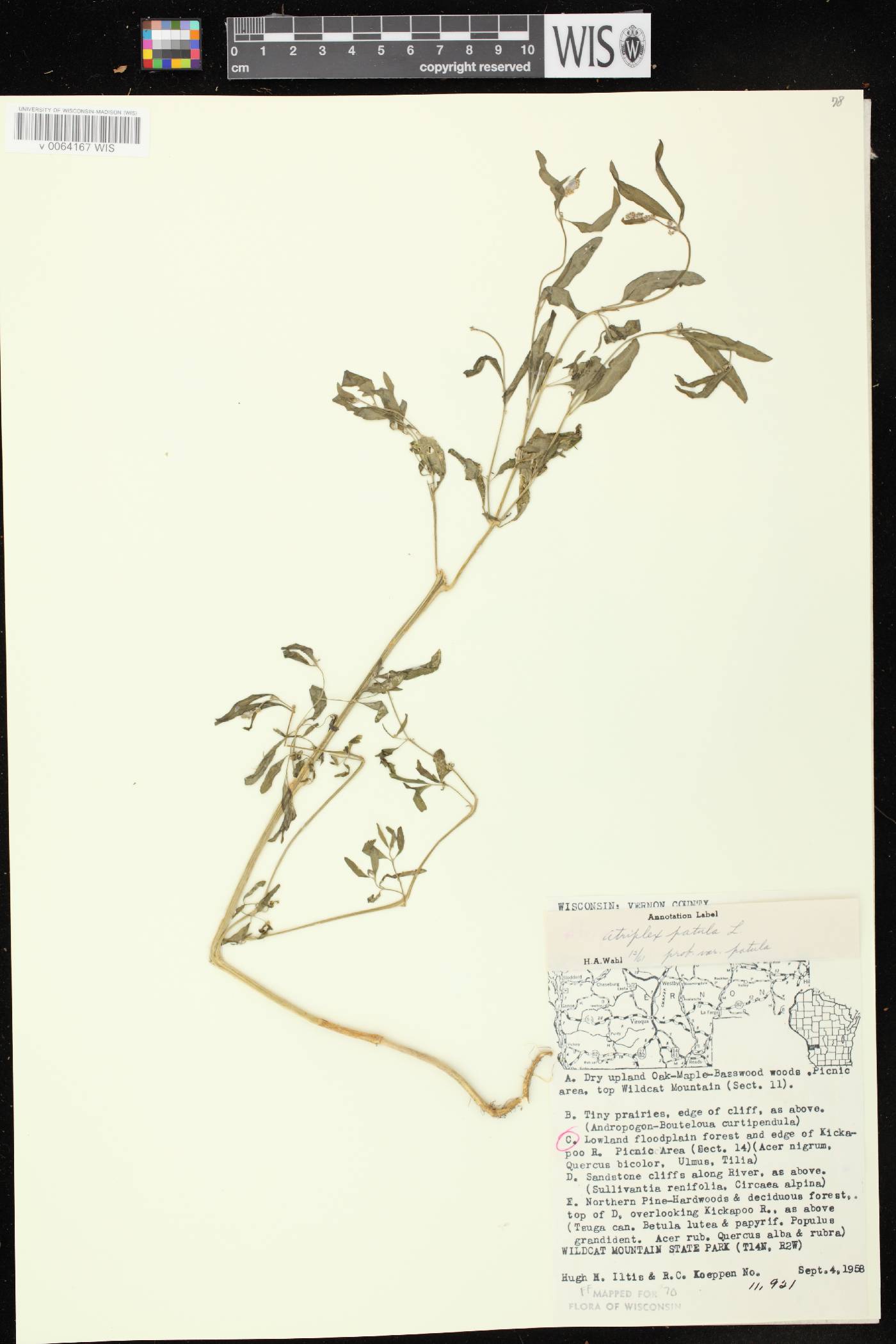 Atriplex patula image