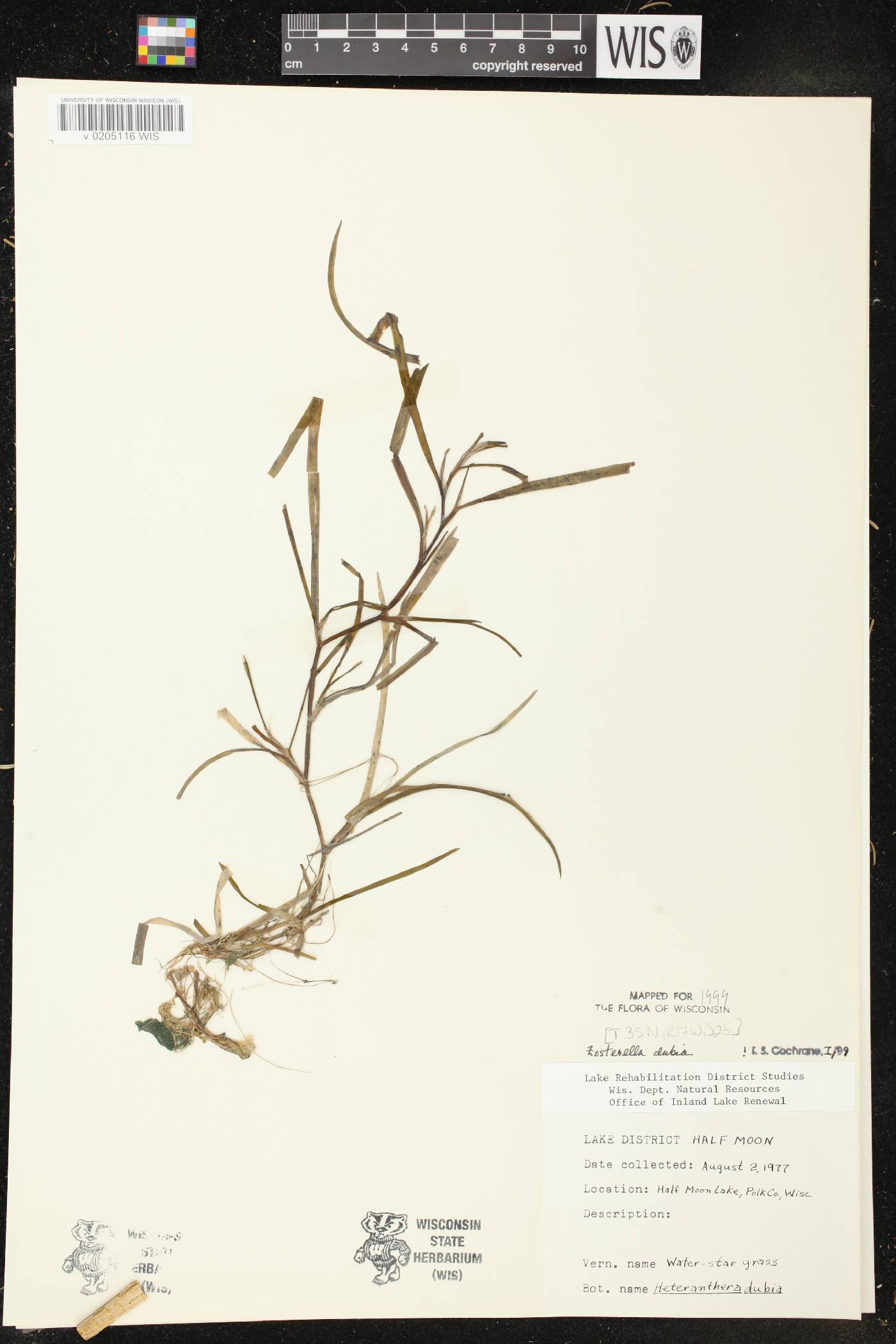 Heteranthera dubia image
