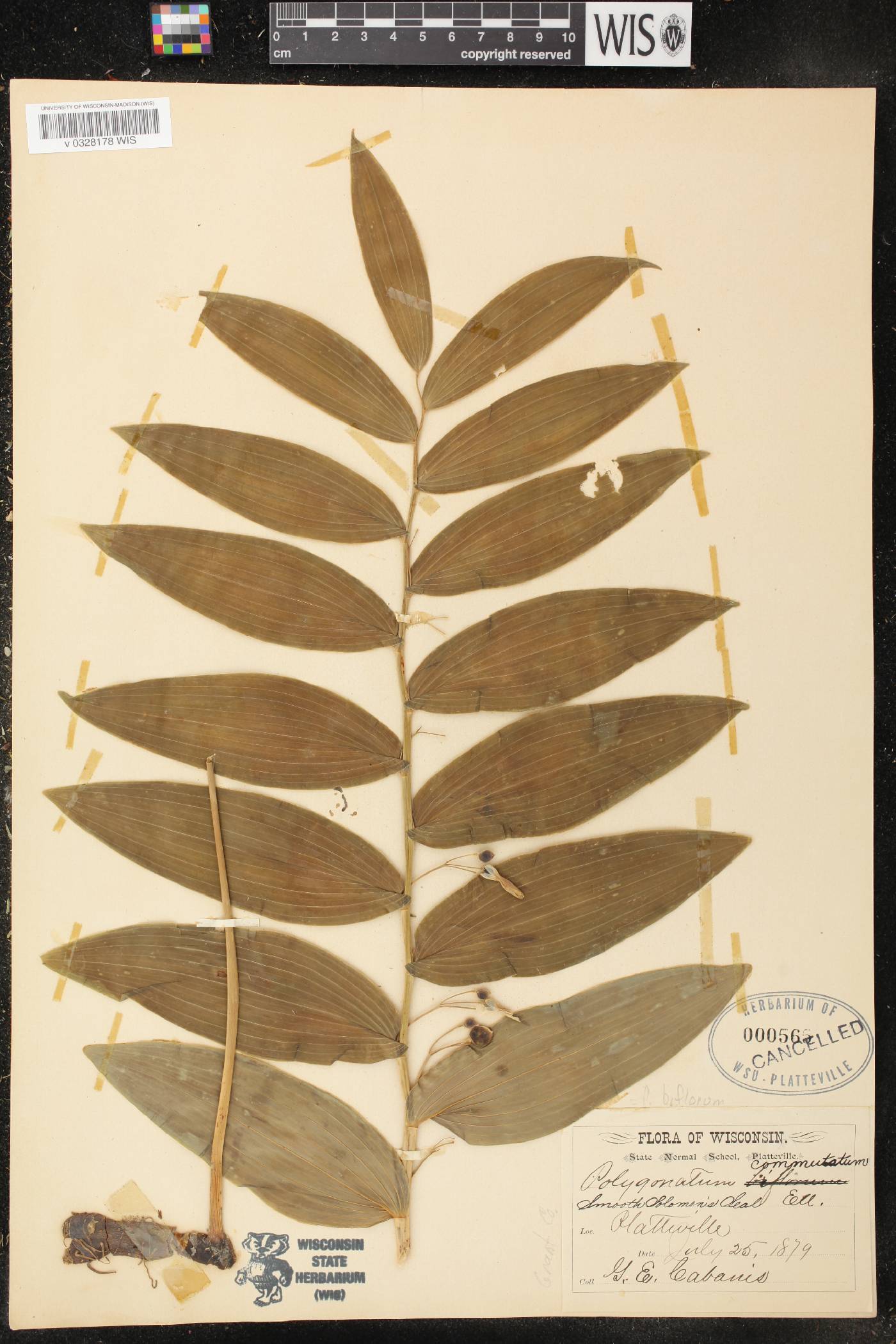 Polygonatum biflorum image