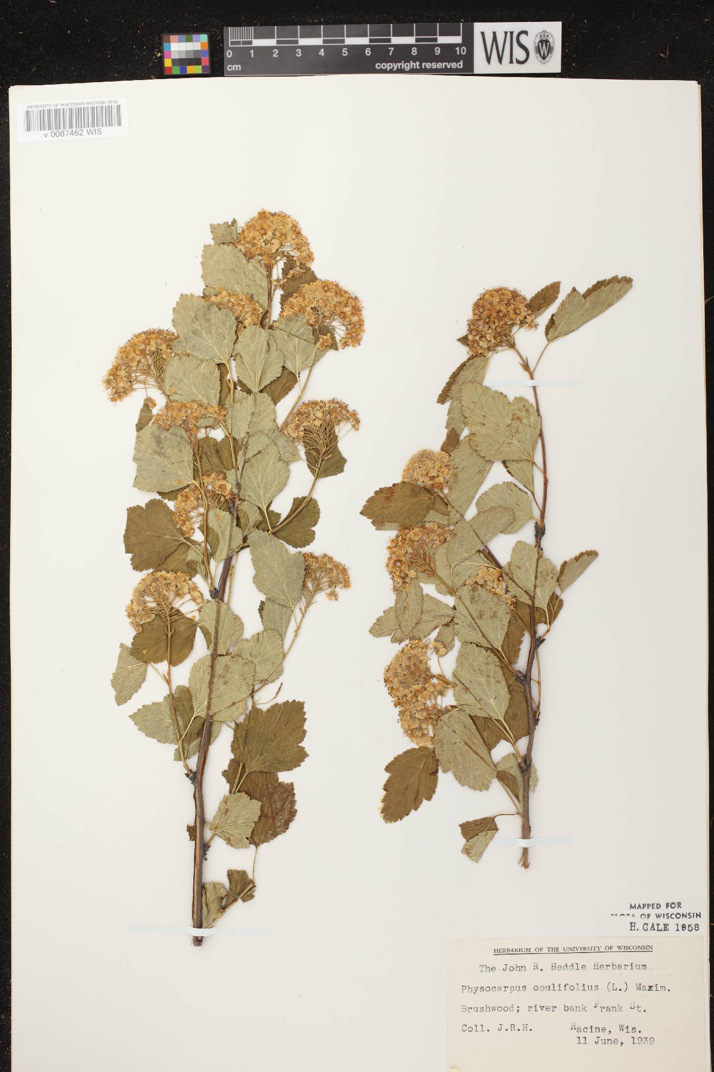 Physocarpus opulifolius image