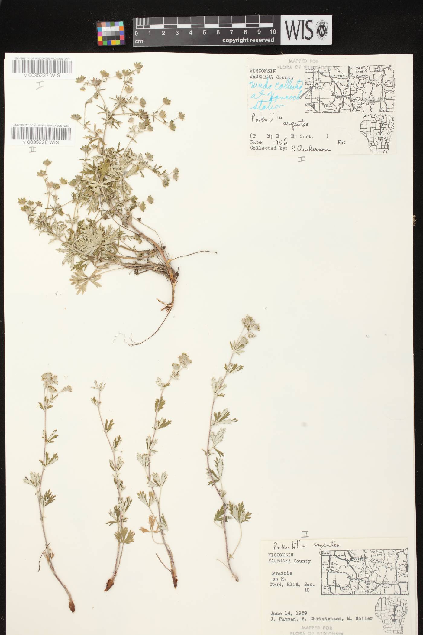 Potentilla argentea image