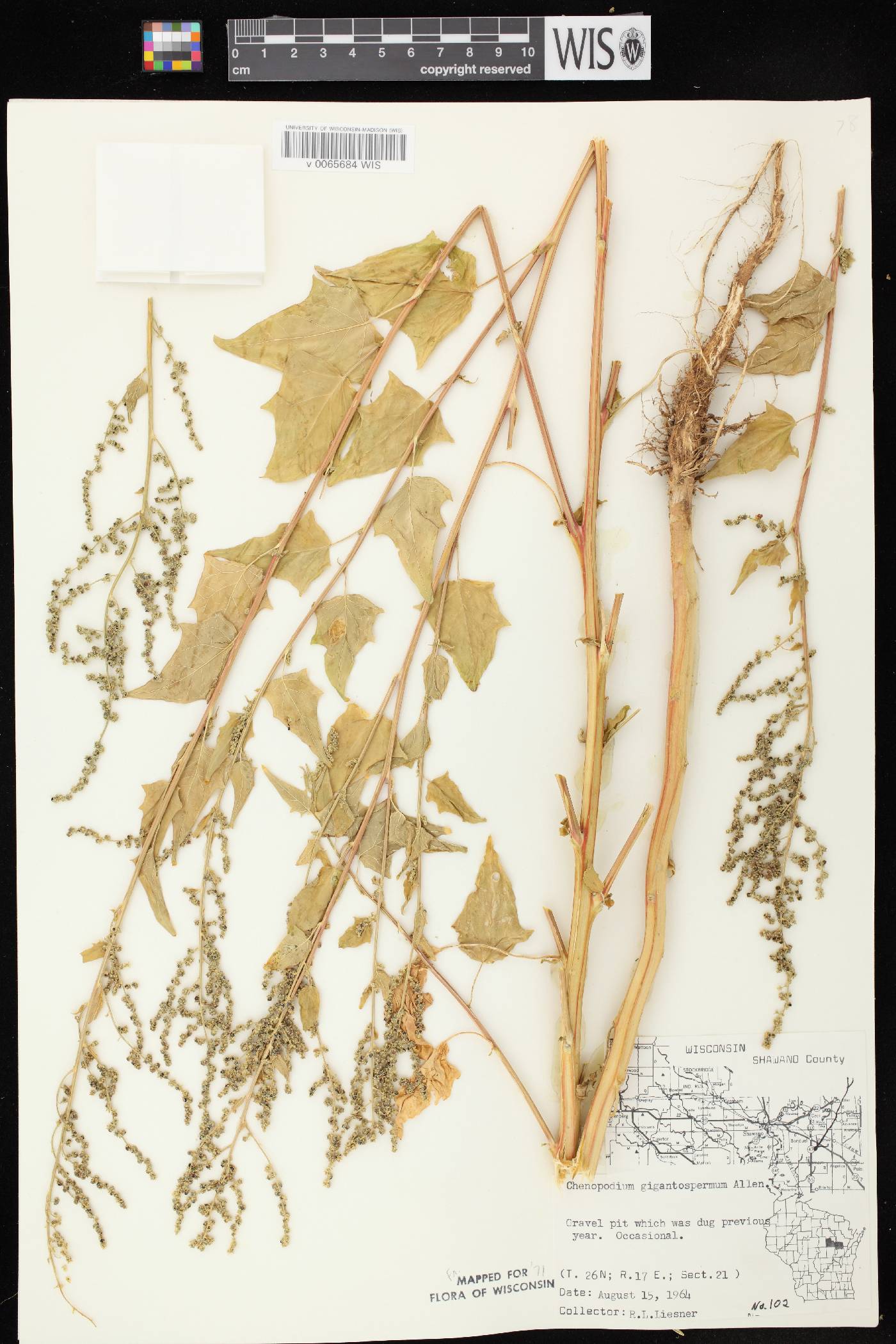 Chenopodium simplex image