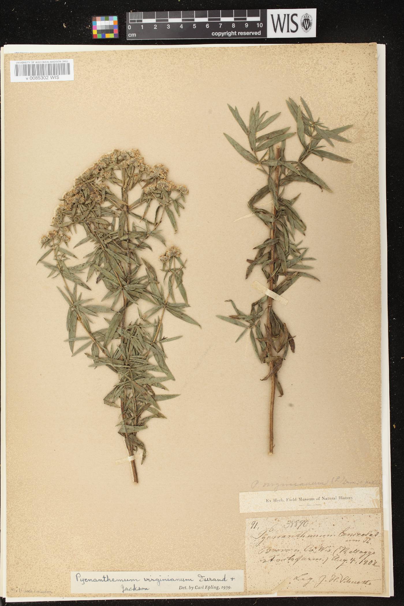 Pycnanthemum virginianum image