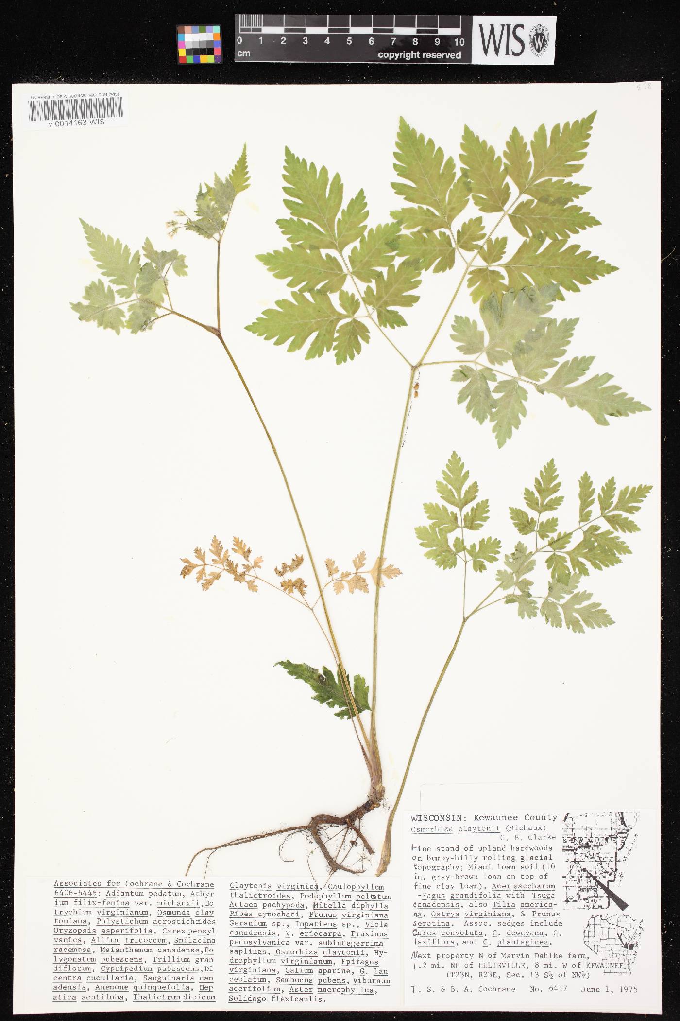 Osmorhiza claytonii image