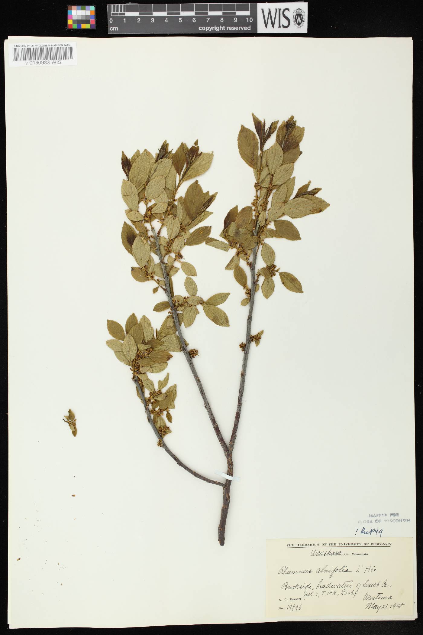 Rhamnus alnifolia image