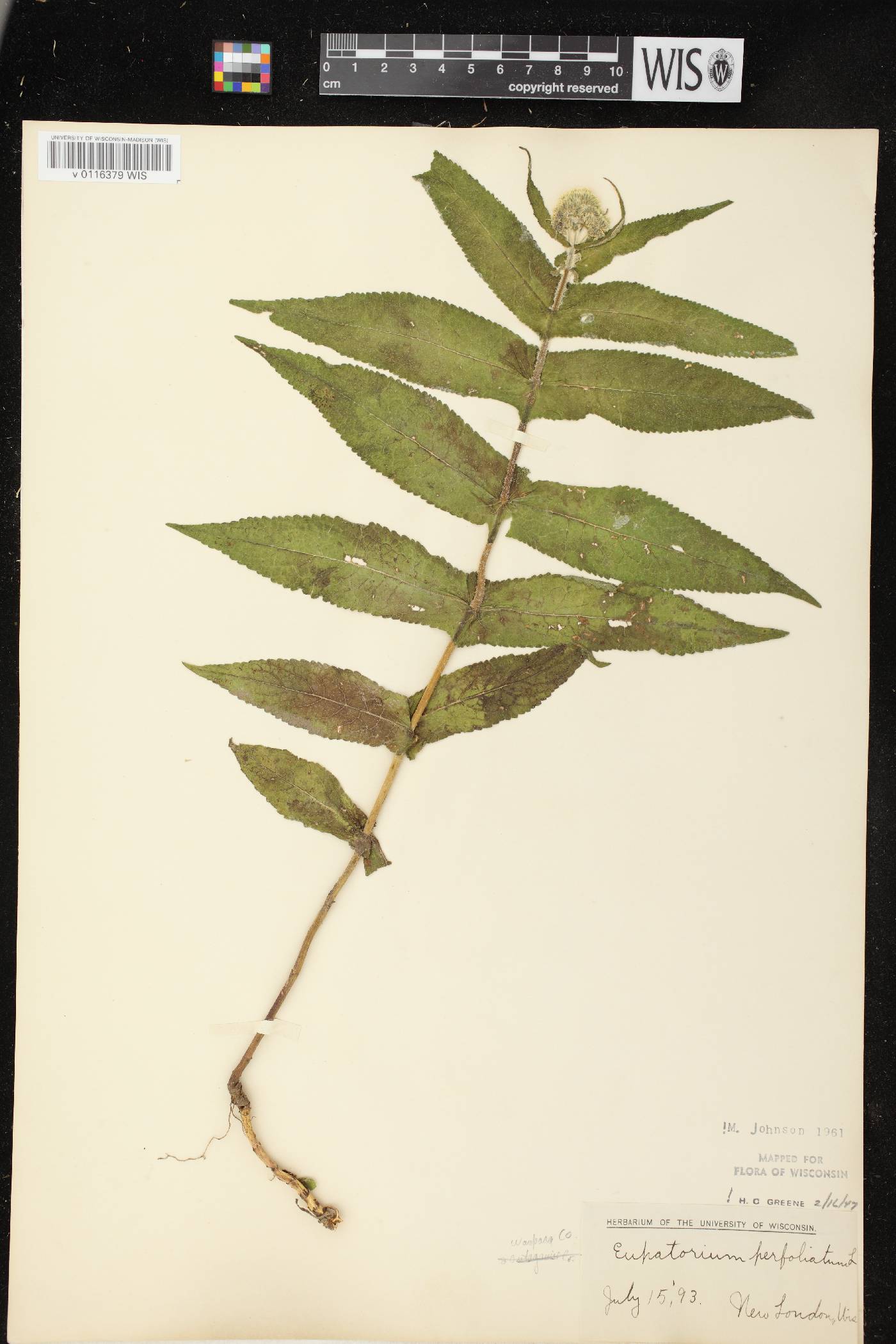 Eupatorium perfoliatum image