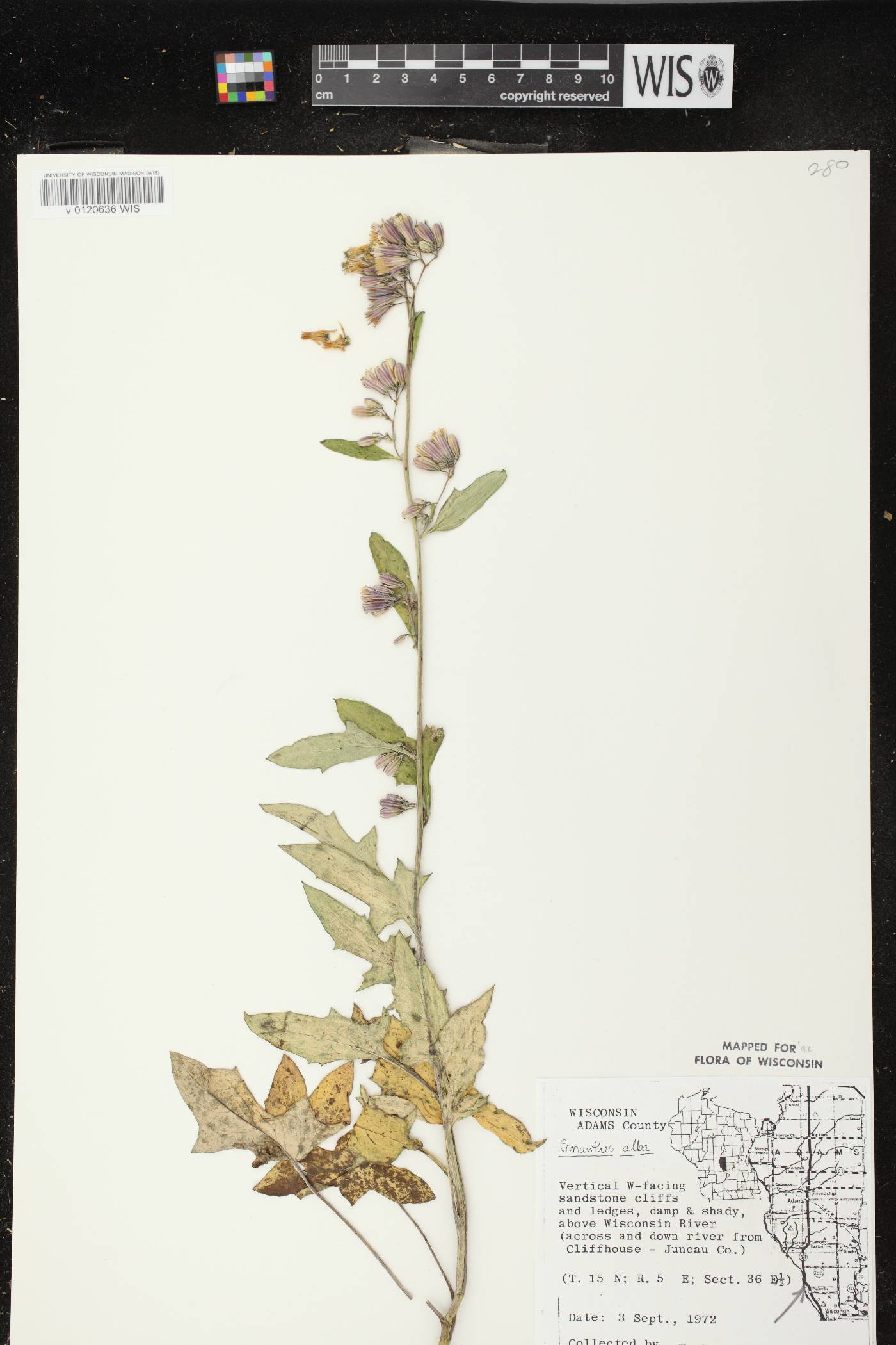 Prenanthes alba image