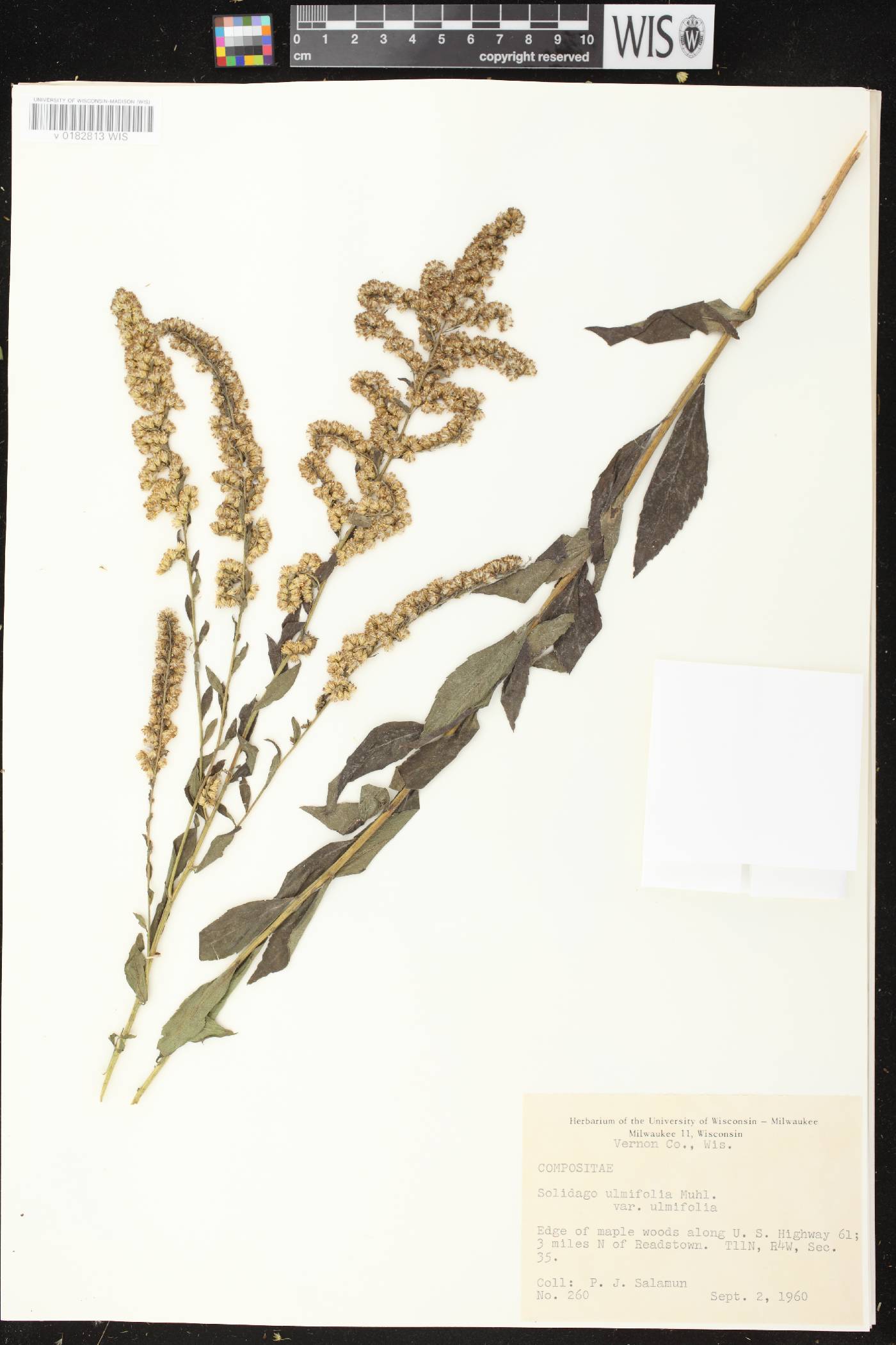 Solidago ulmifolia var. ulmifolia image