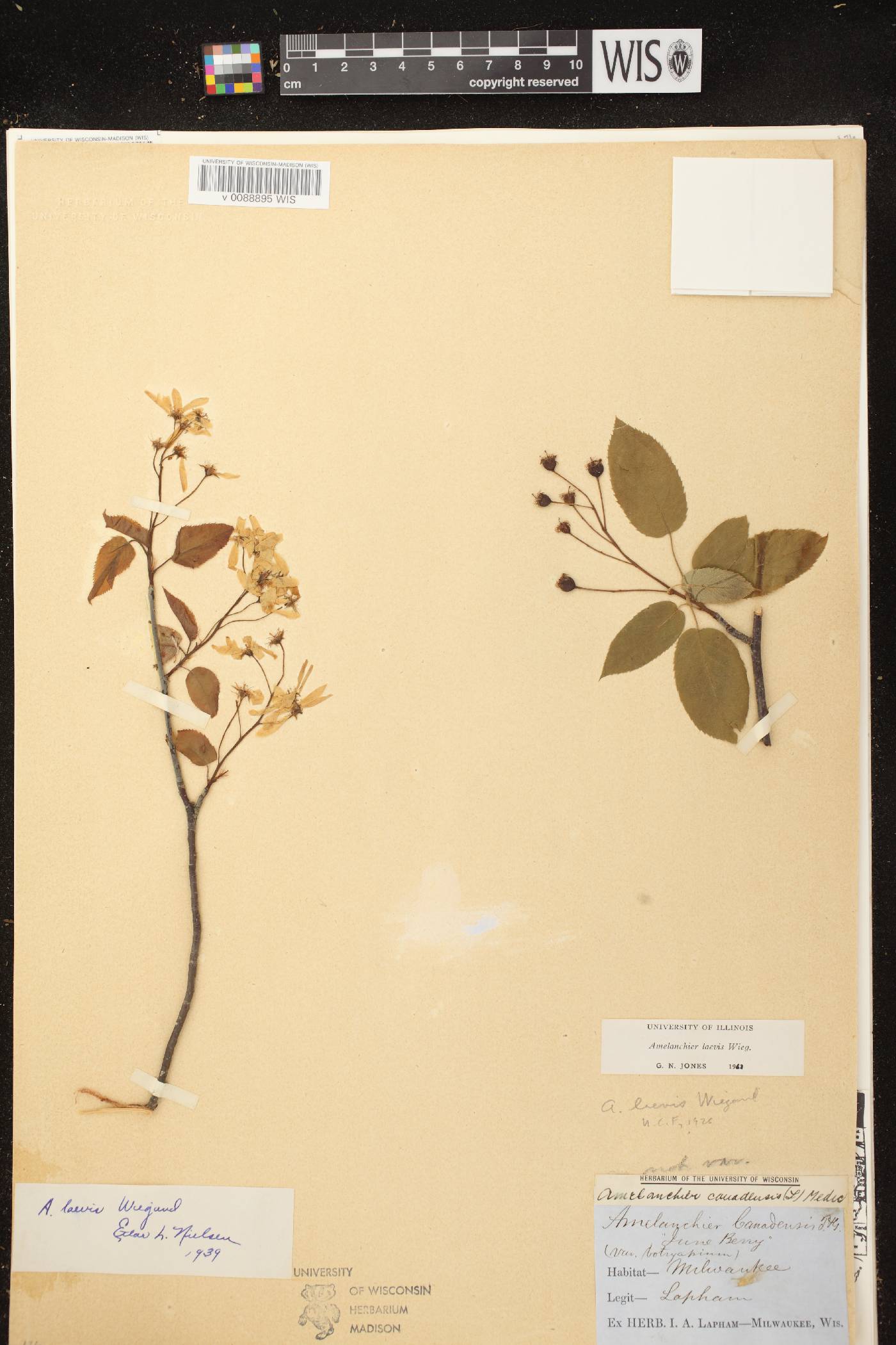Amelanchier laevis image