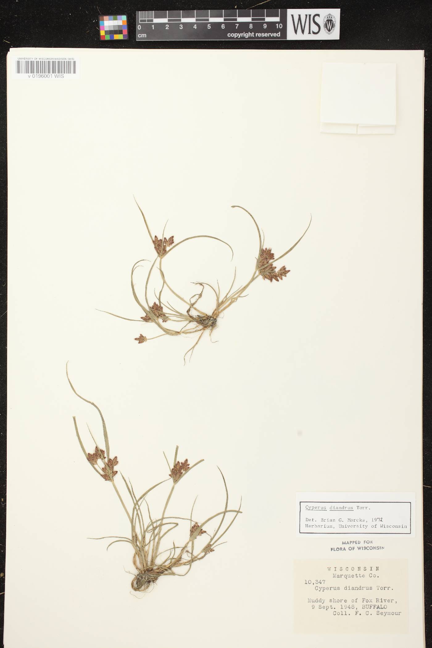 Cyperus diandrus image