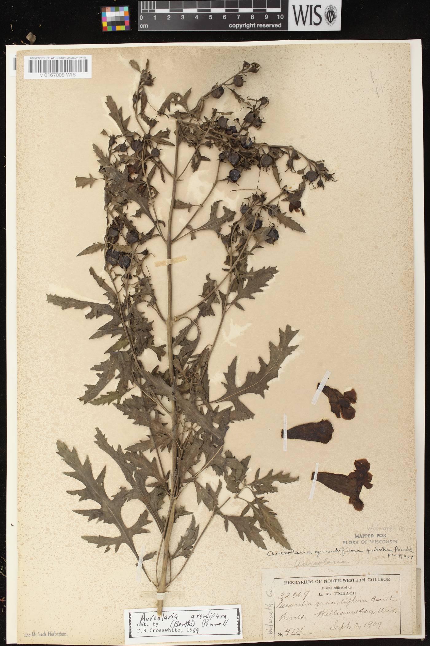 Aureolaria grandiflora var. pulchra image