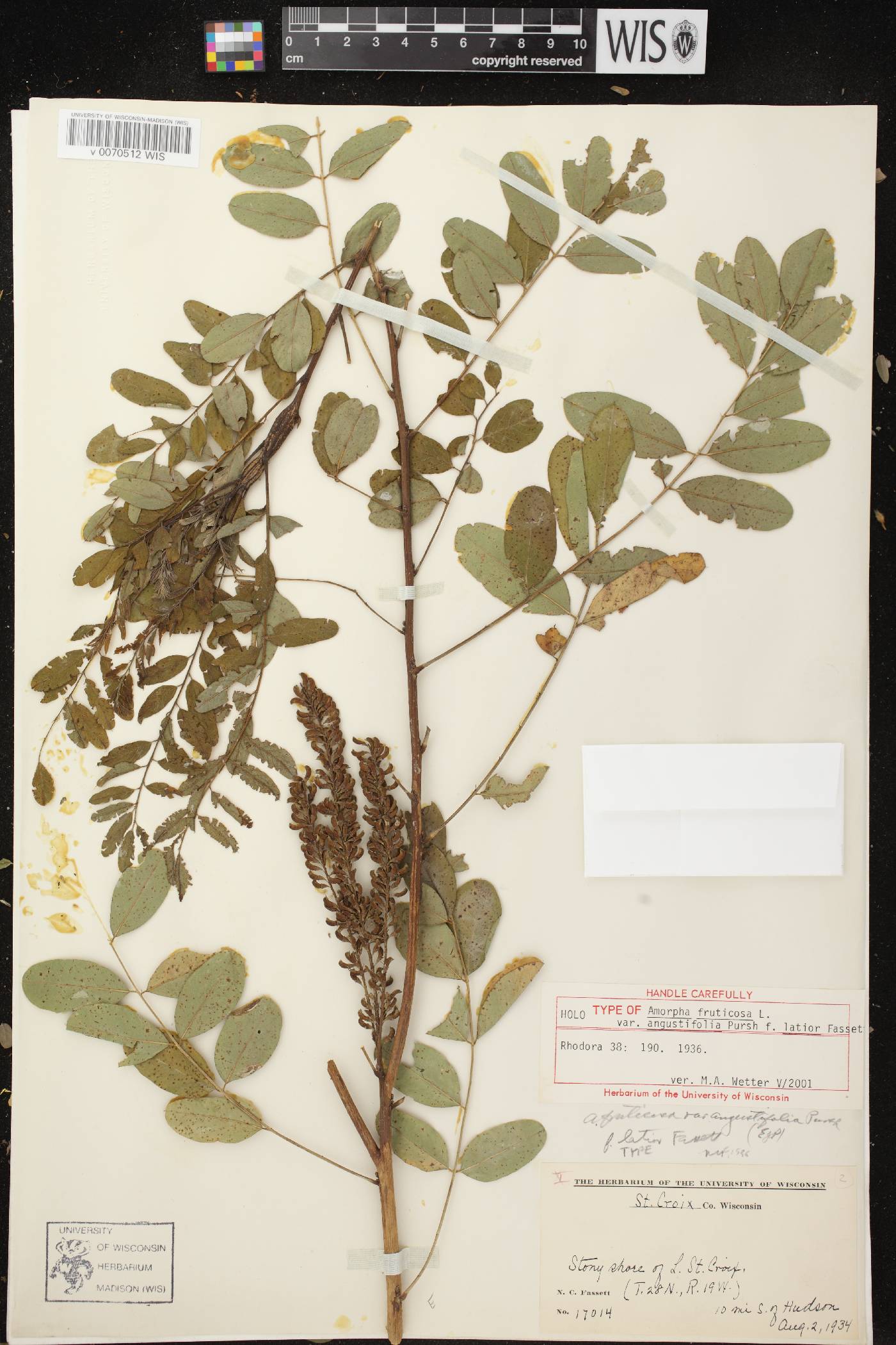 Amorpha fruticosa image