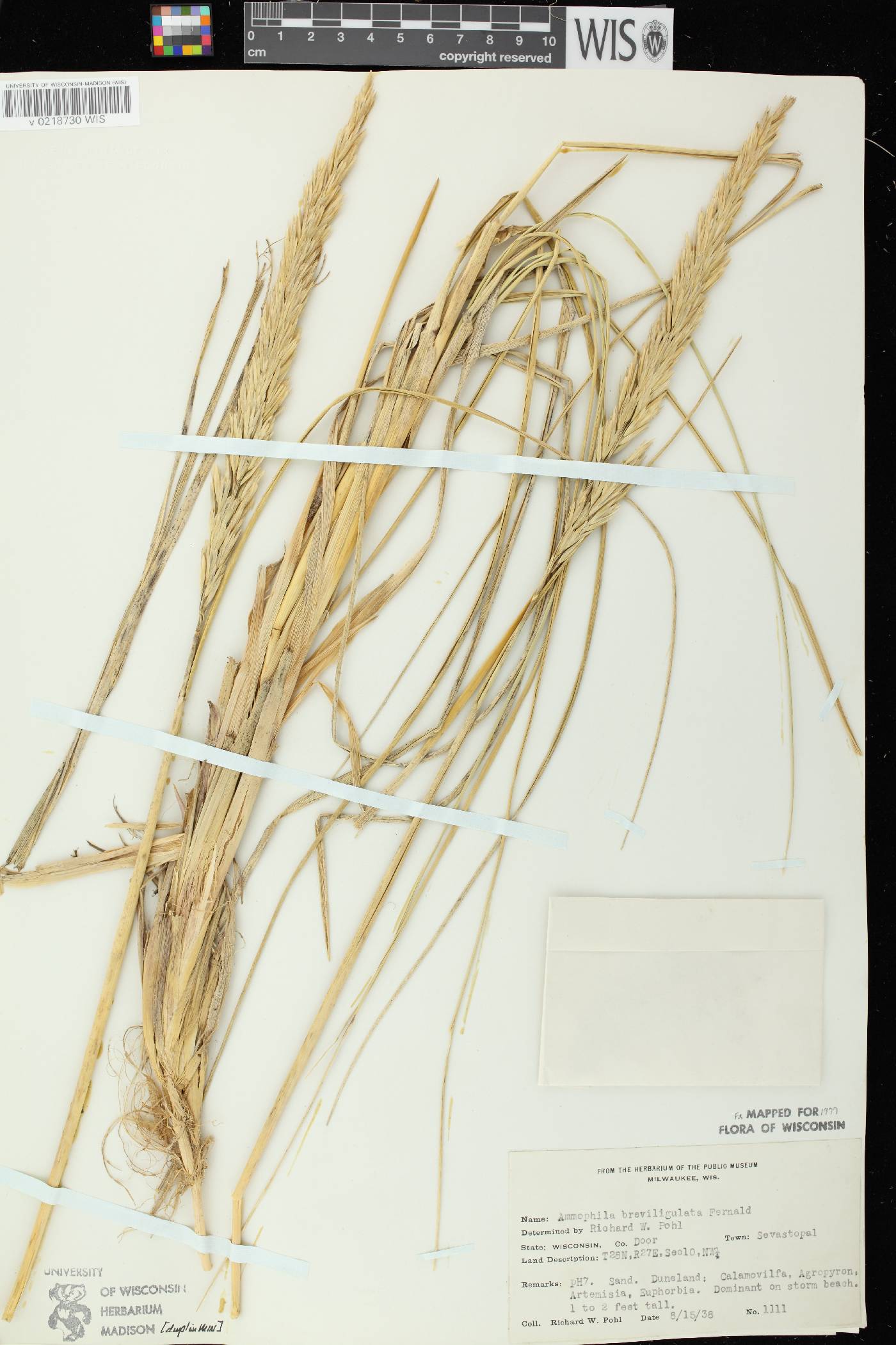Ammophila breviligulata image