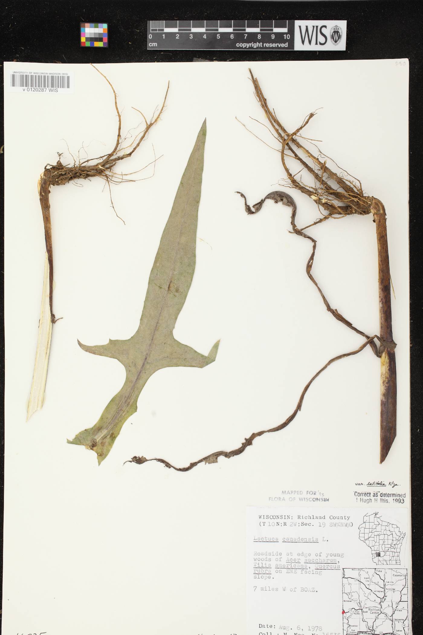 Lactuca canadensis image