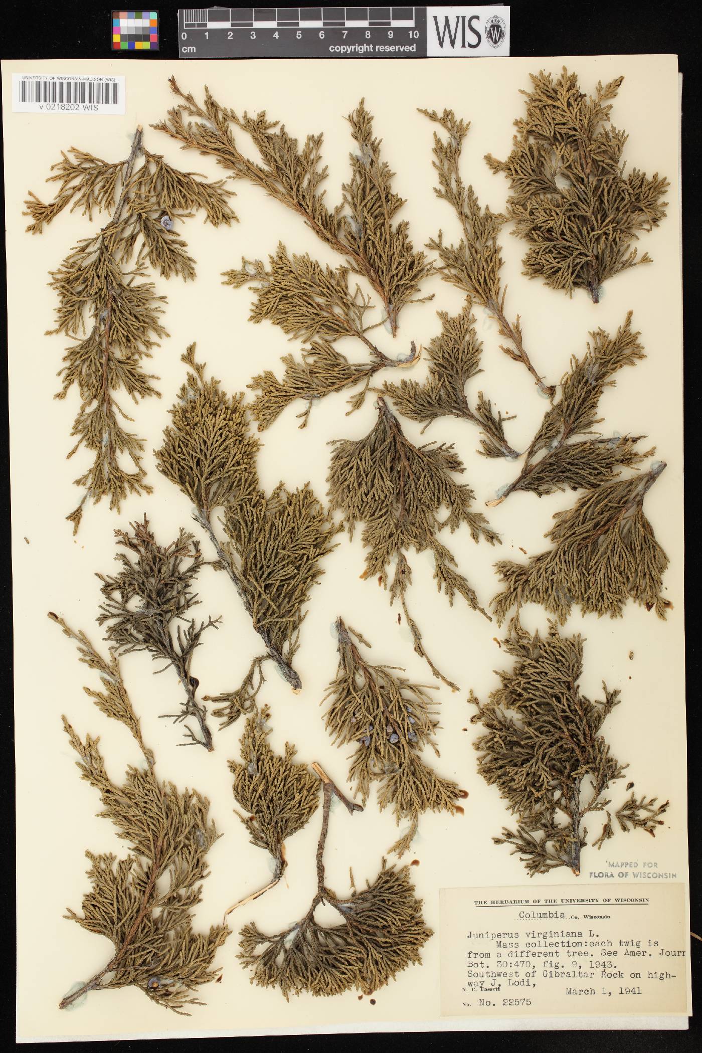 Juniperus virginiana var. virginiana image