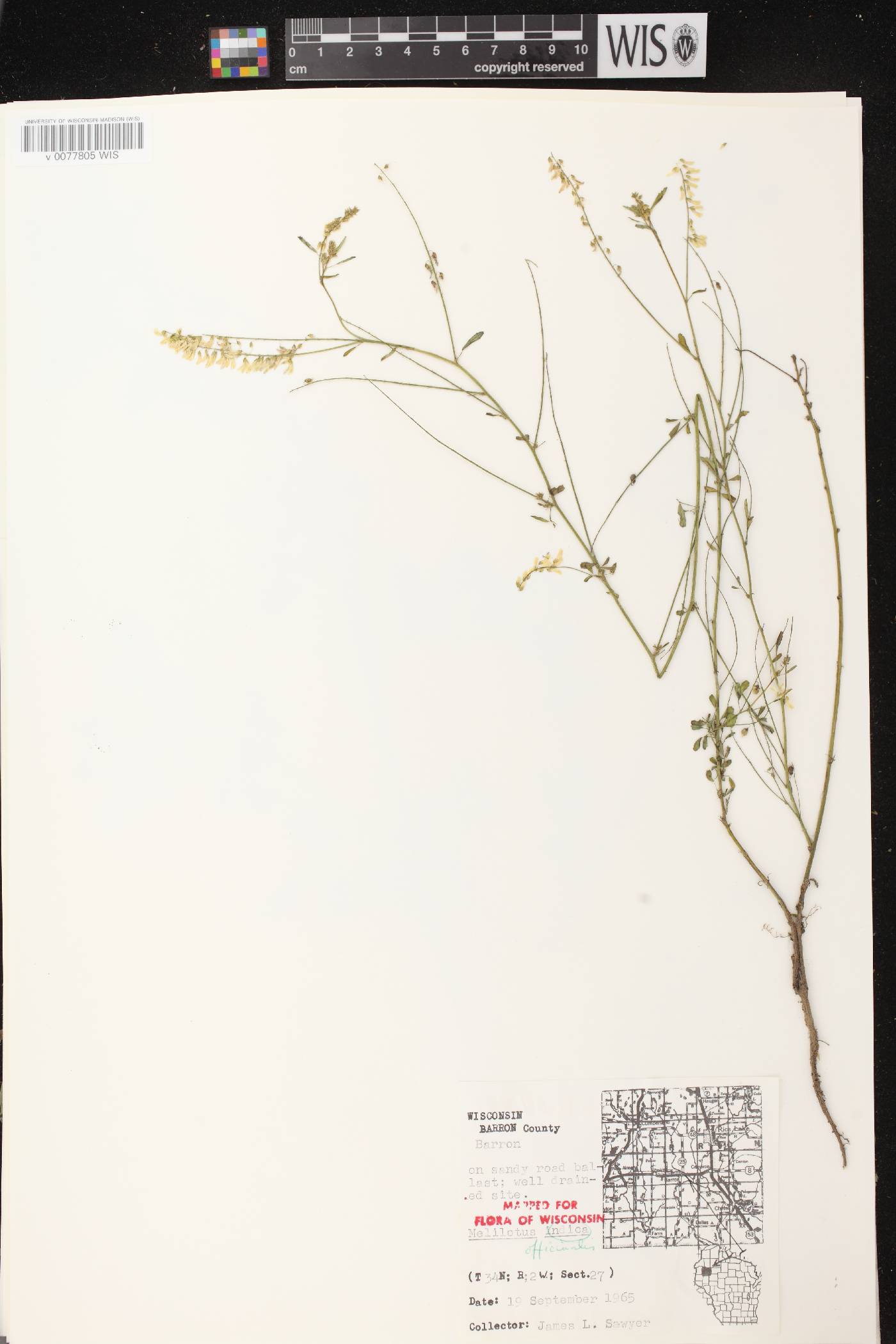 Melilotus officinalis image