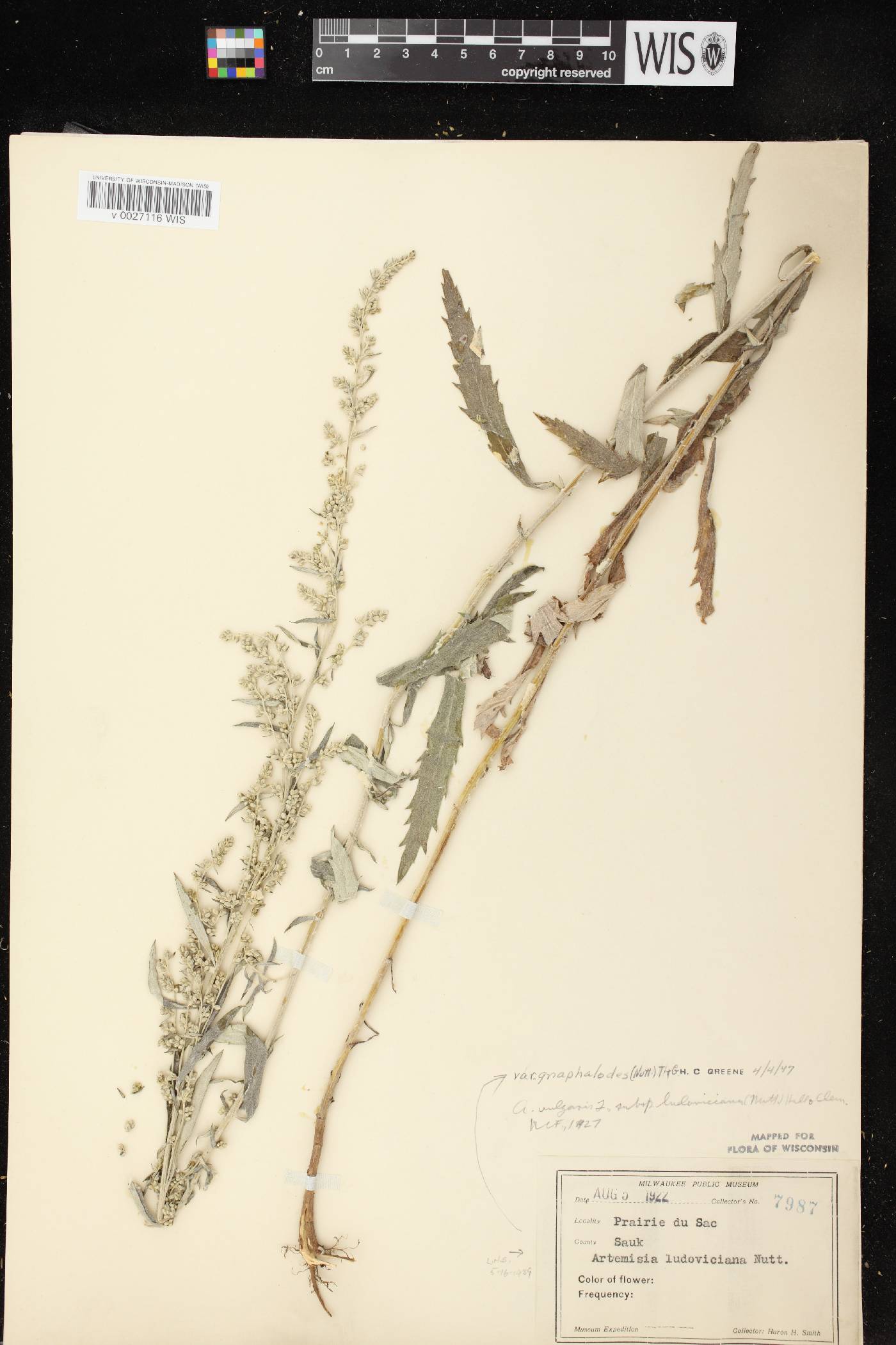 Artemisia ludoviciana image