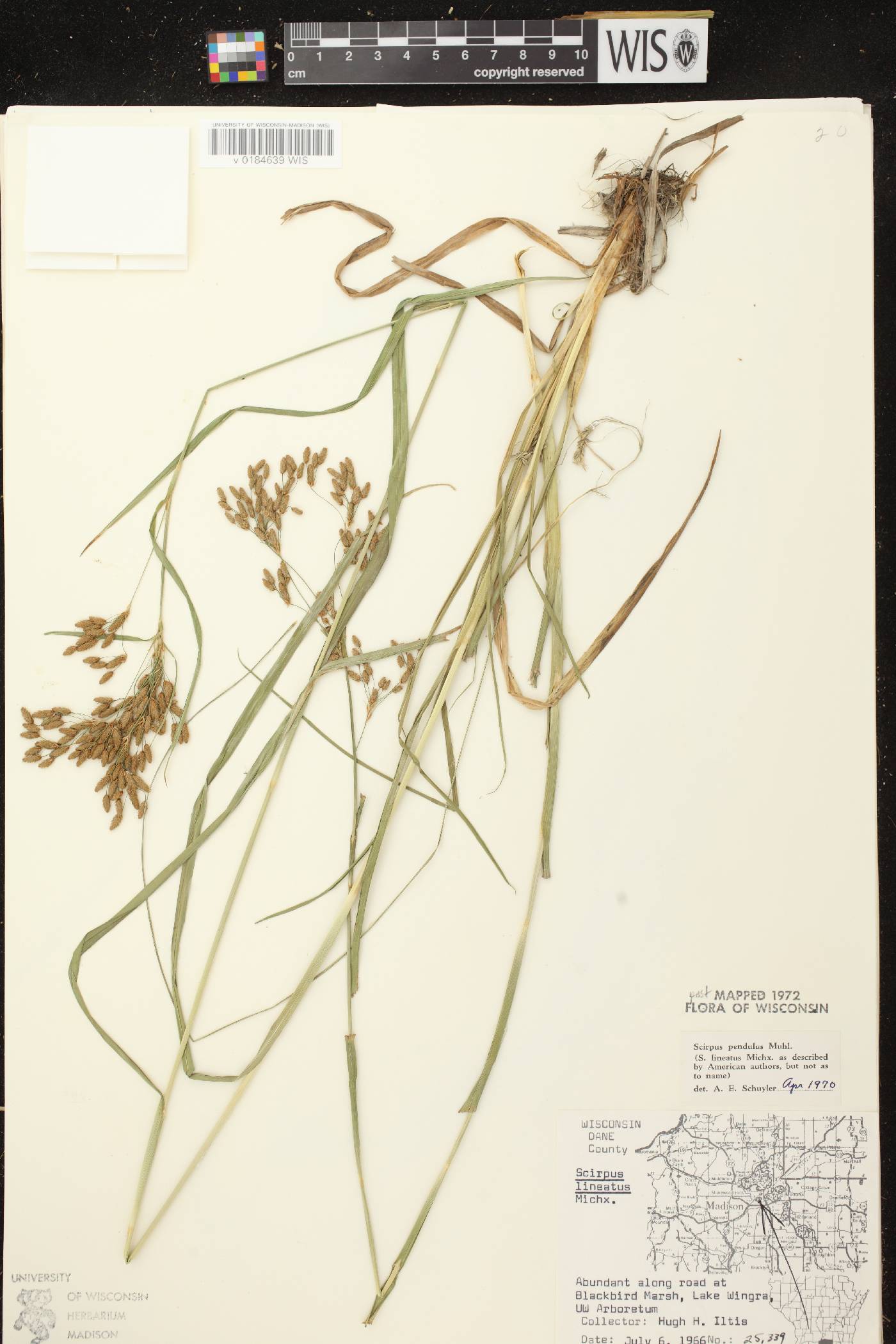 Scirpus pendulus image